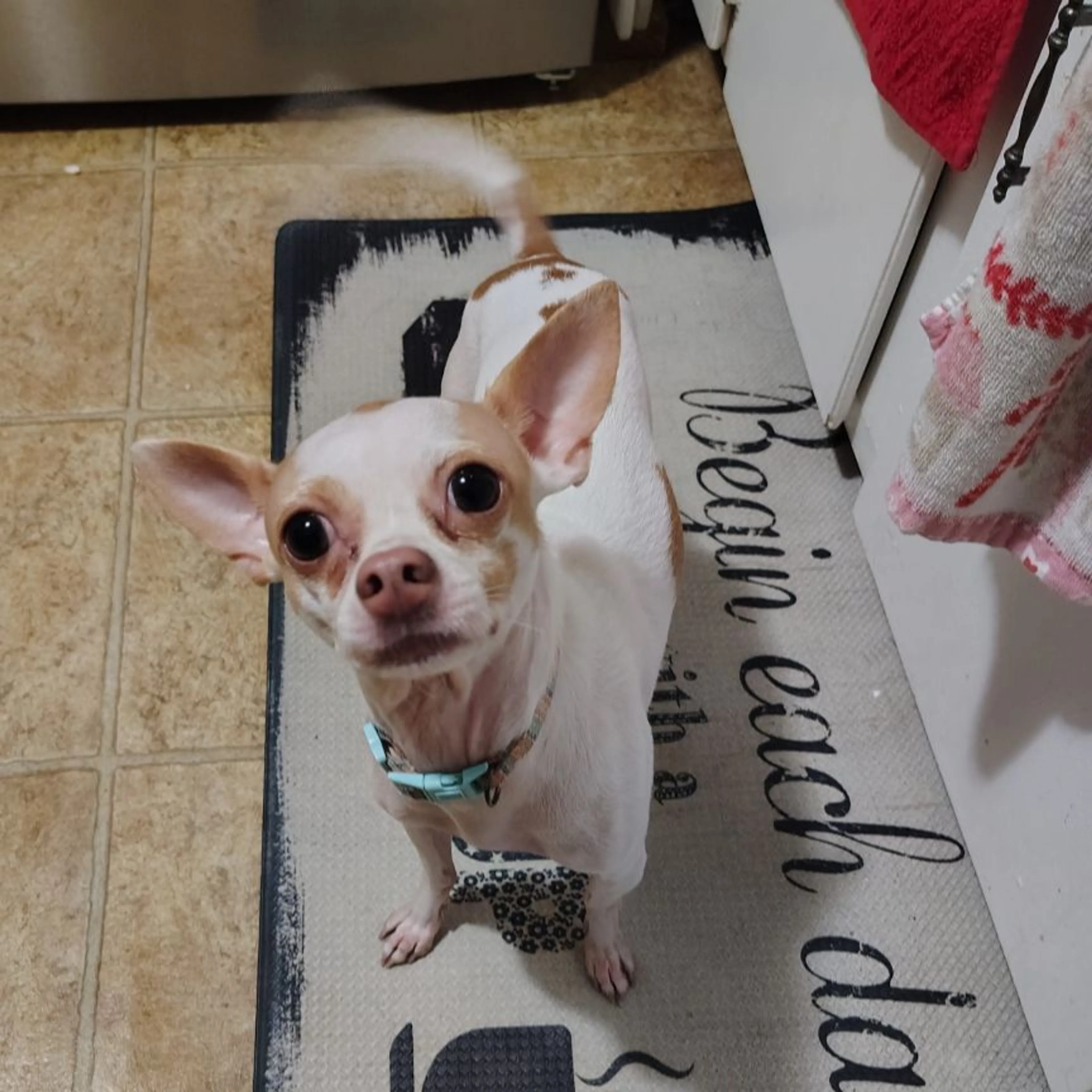 Lost pet-0