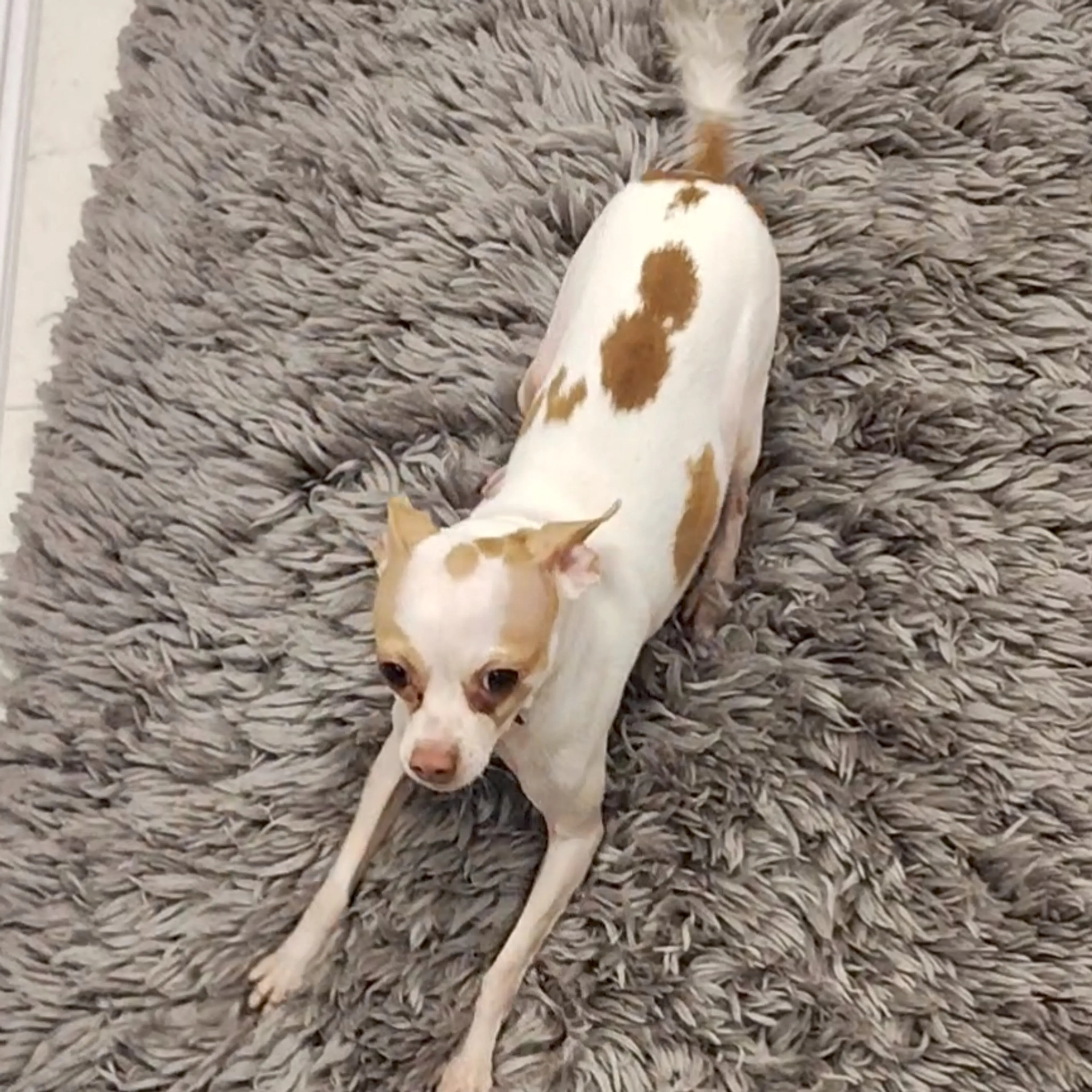 Lost pet-1