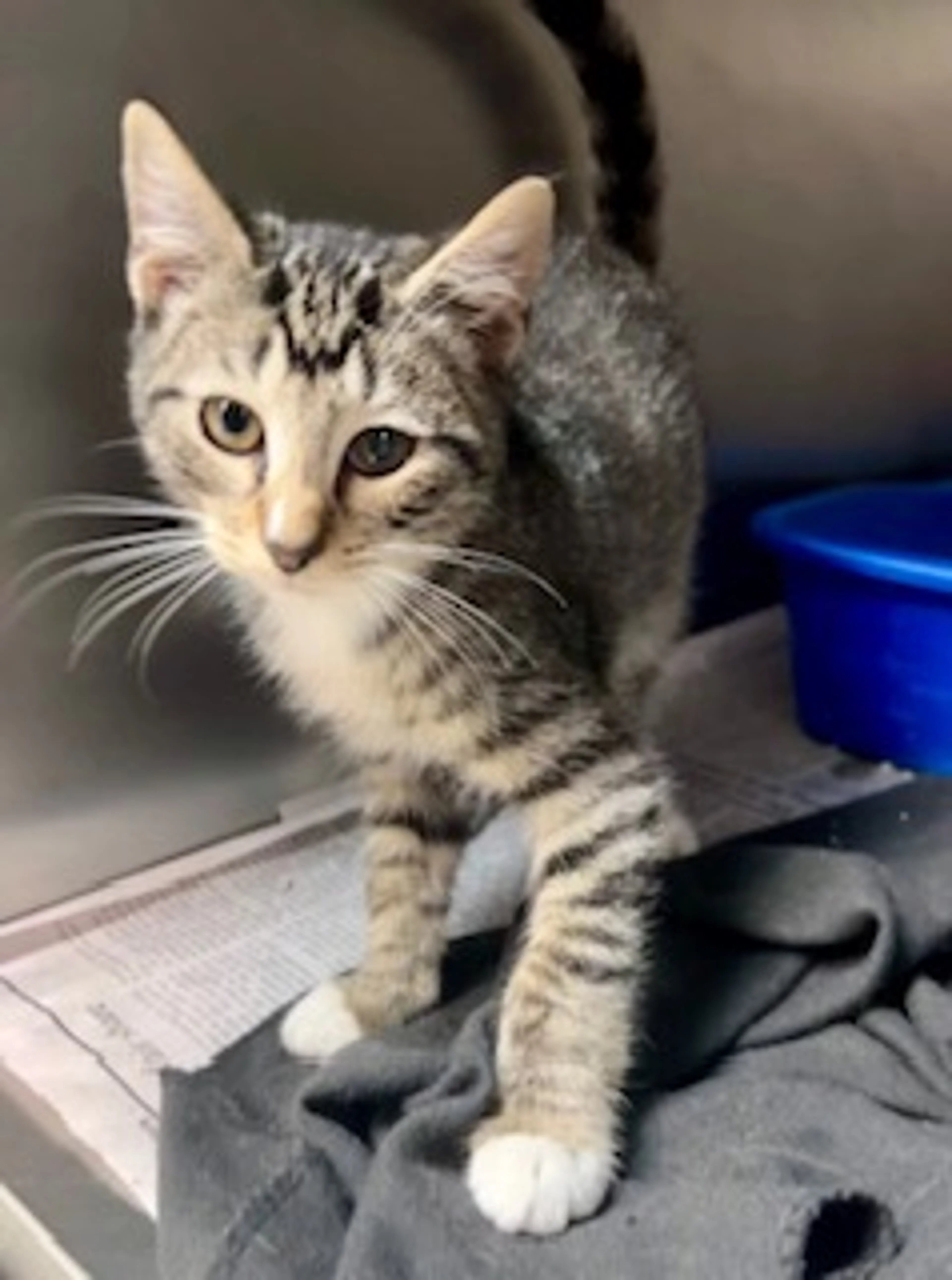 Found pet-1