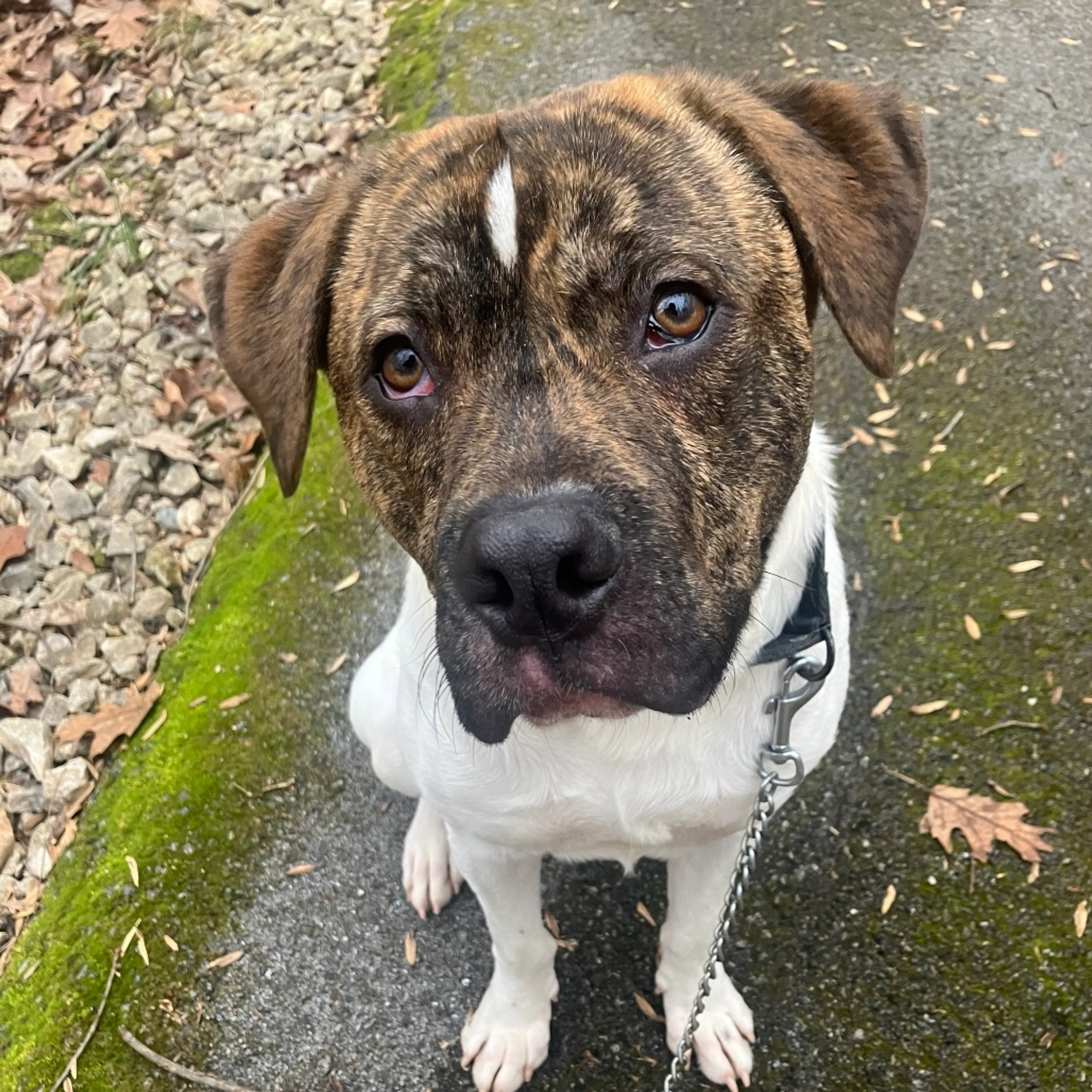 Found pet-2