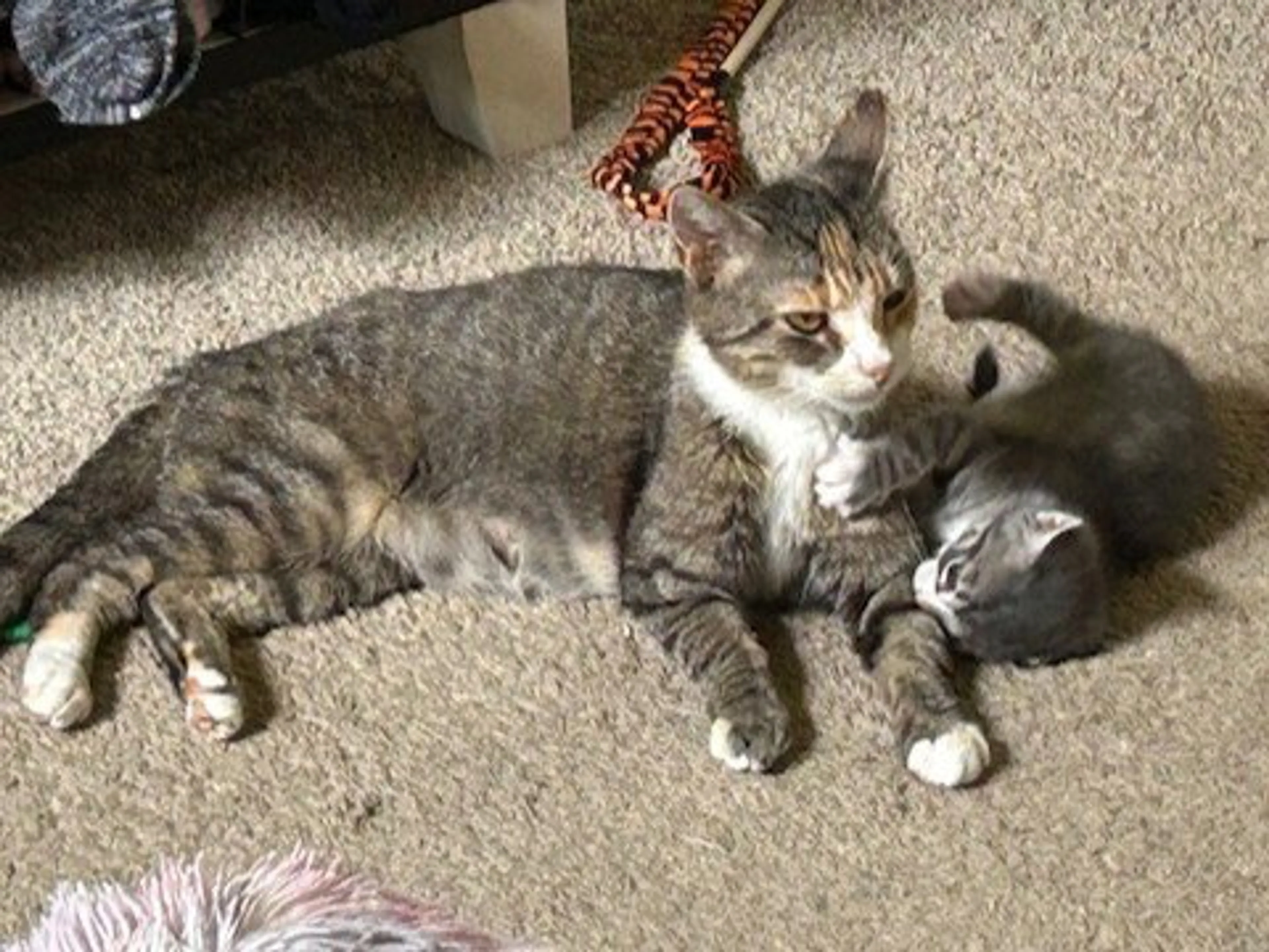 Found pet-2