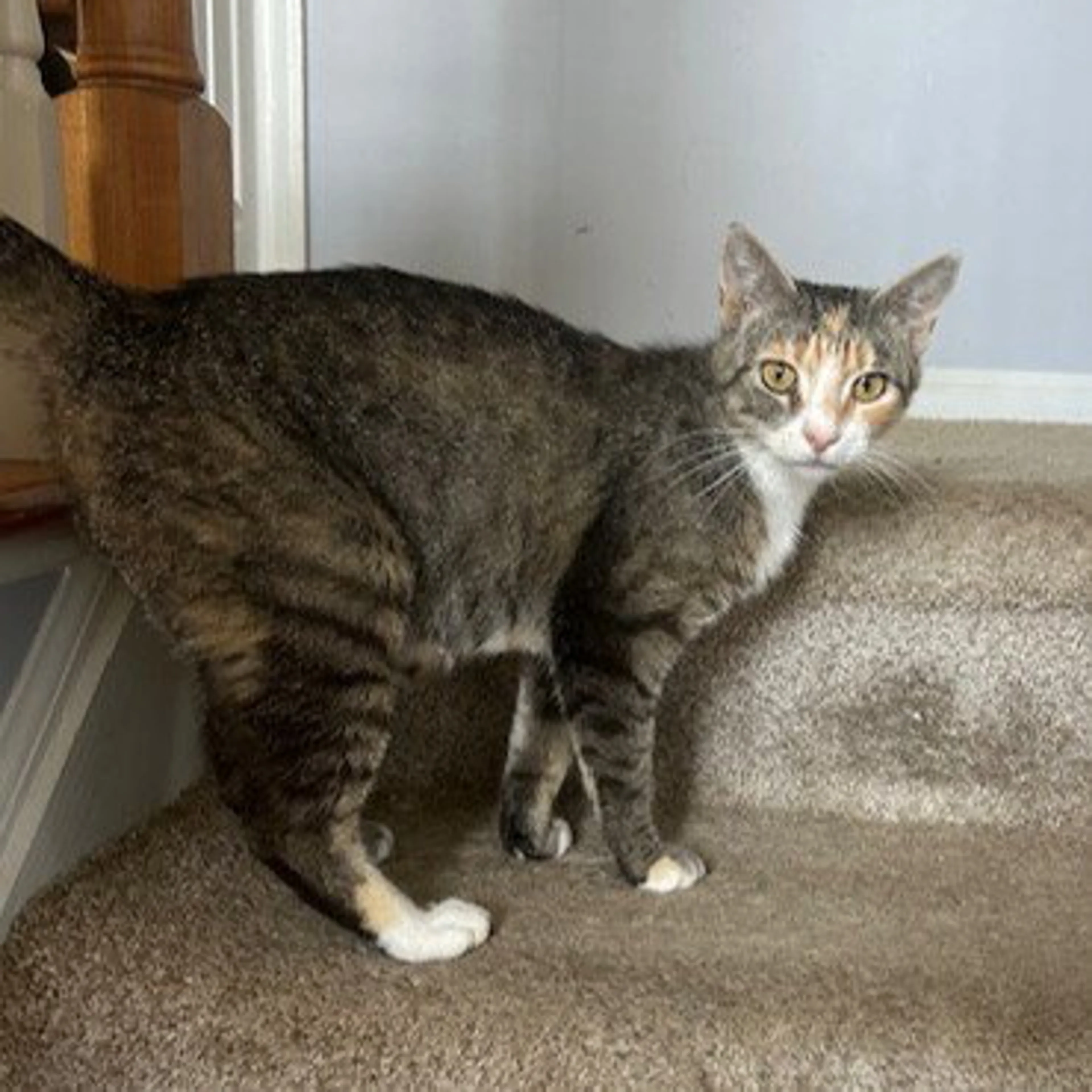 Found pet-3