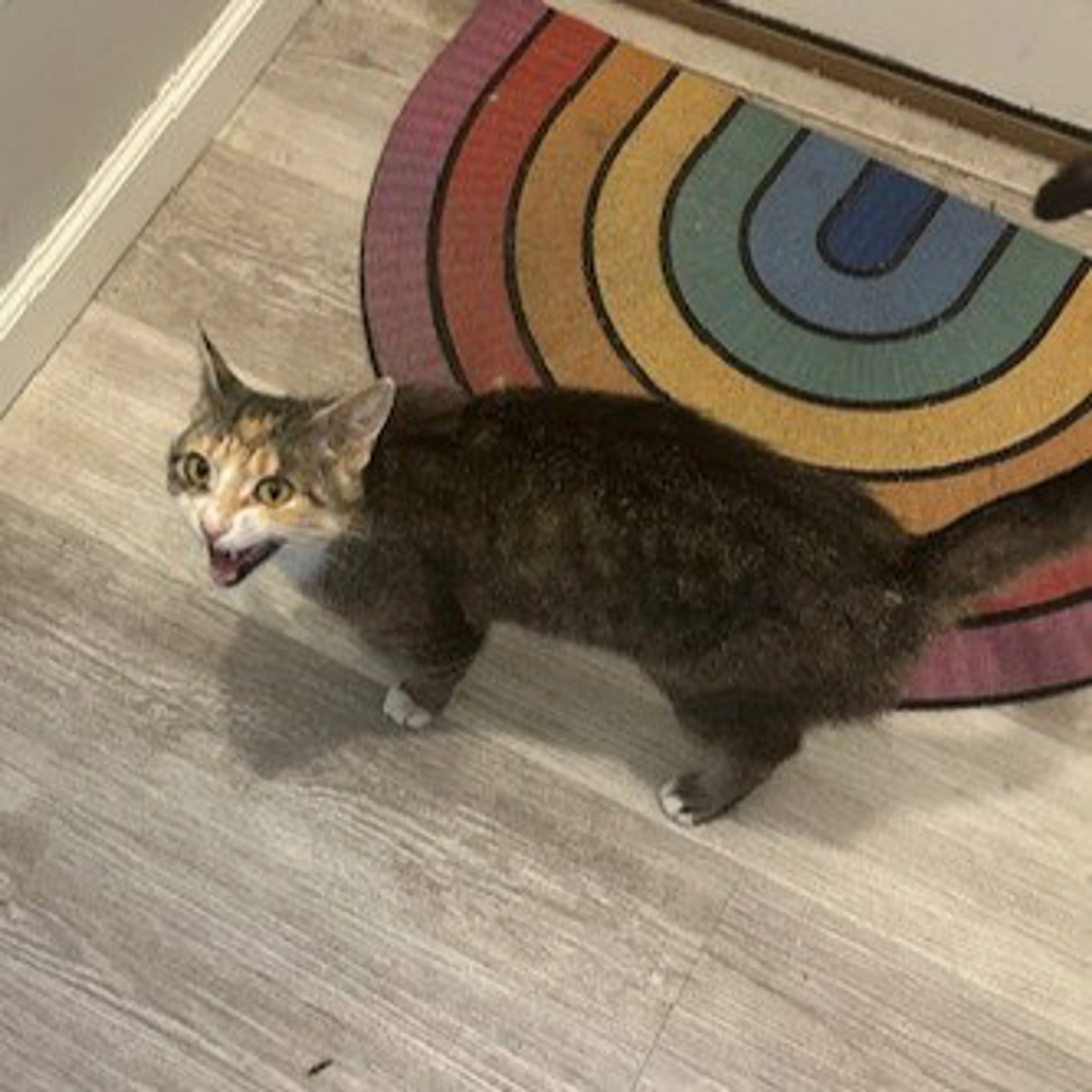 Found pet-1