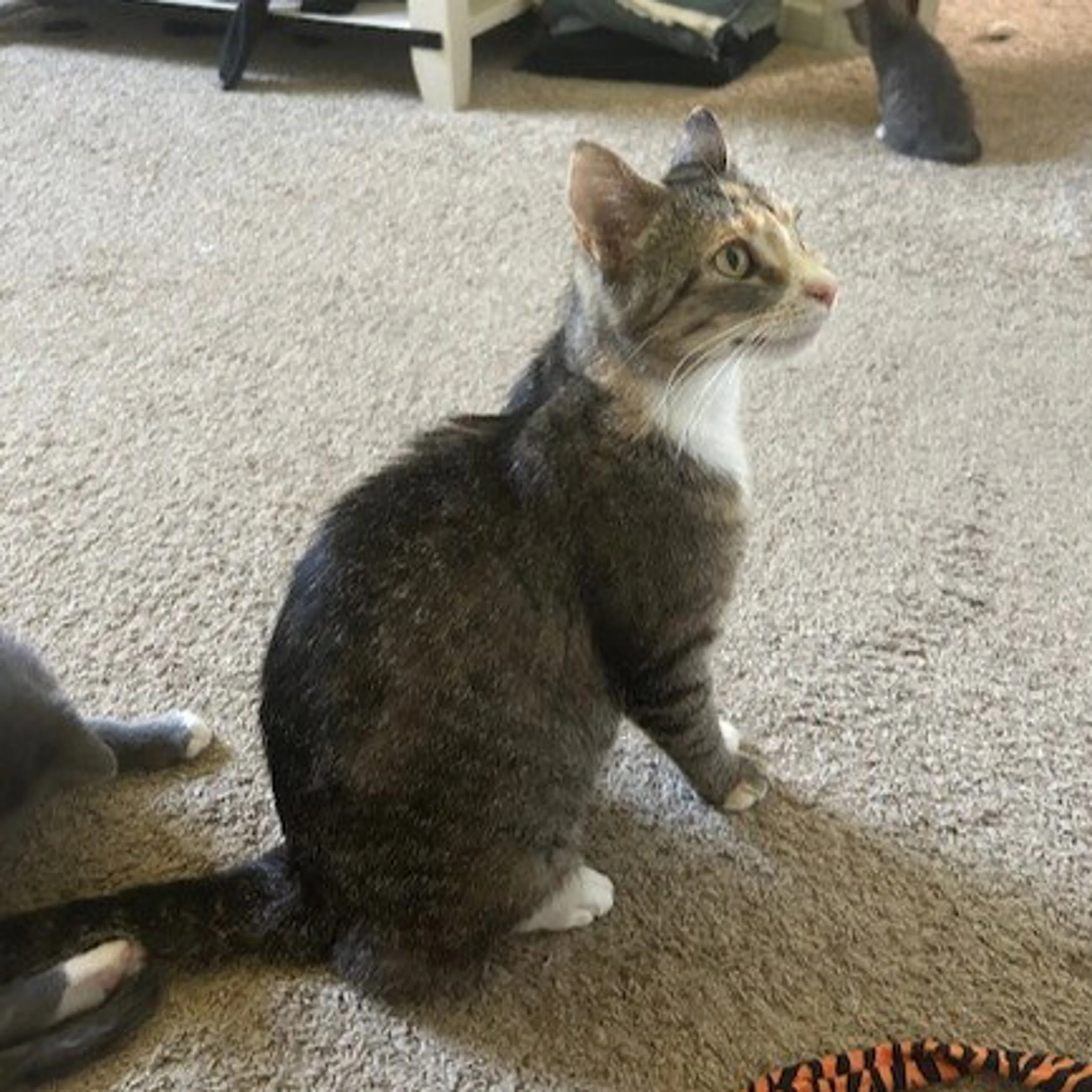 Found pet-0