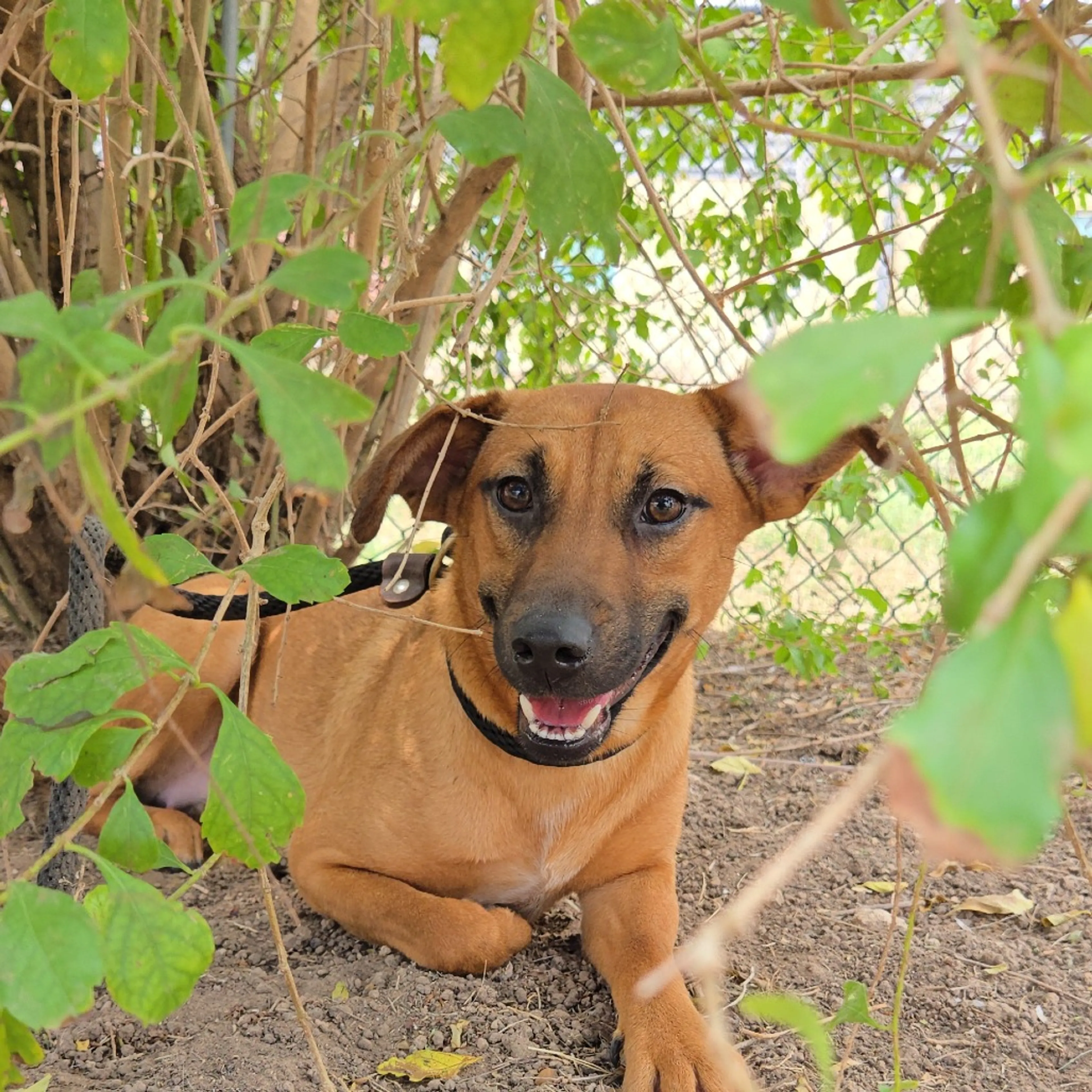 Found pet-7