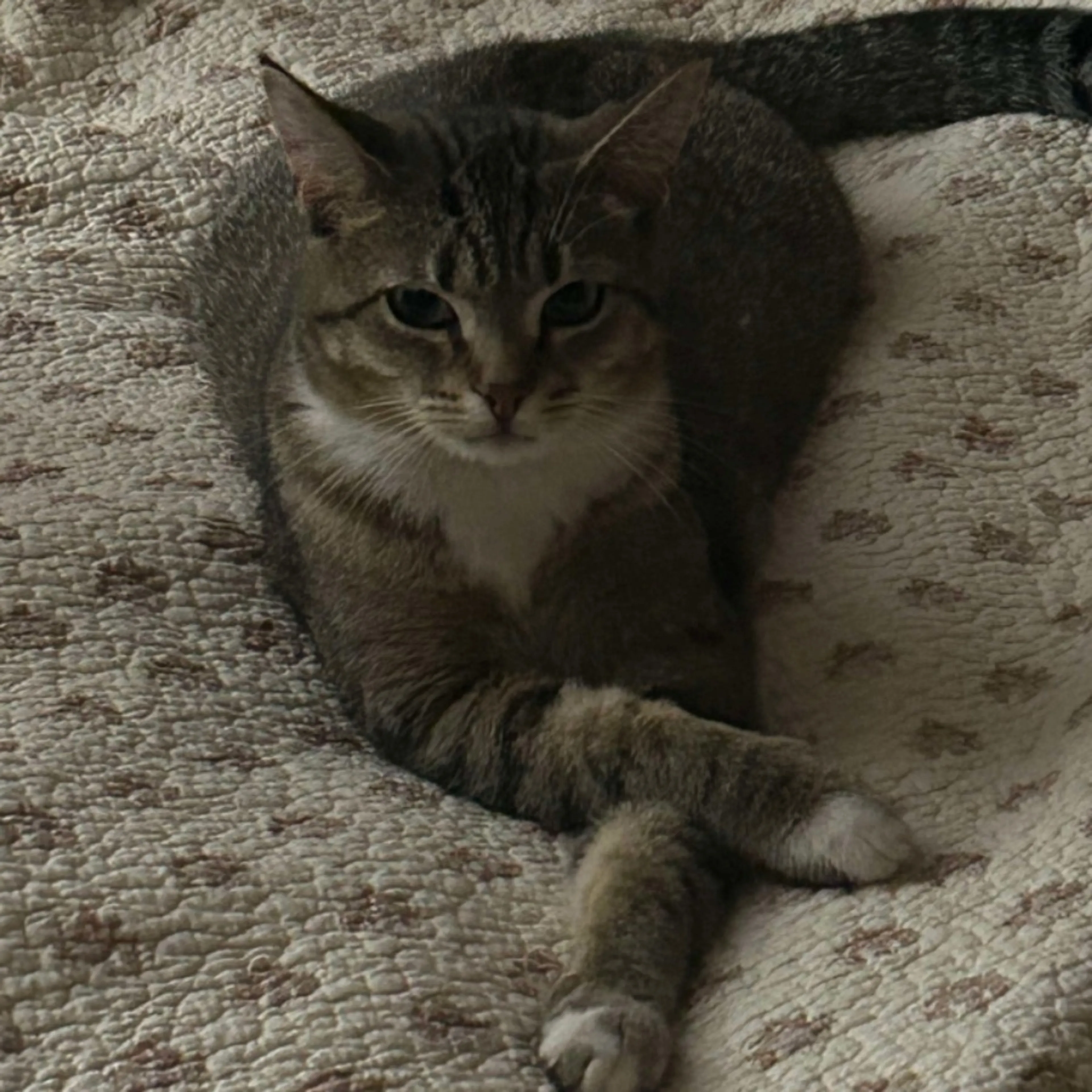Lost pet-0