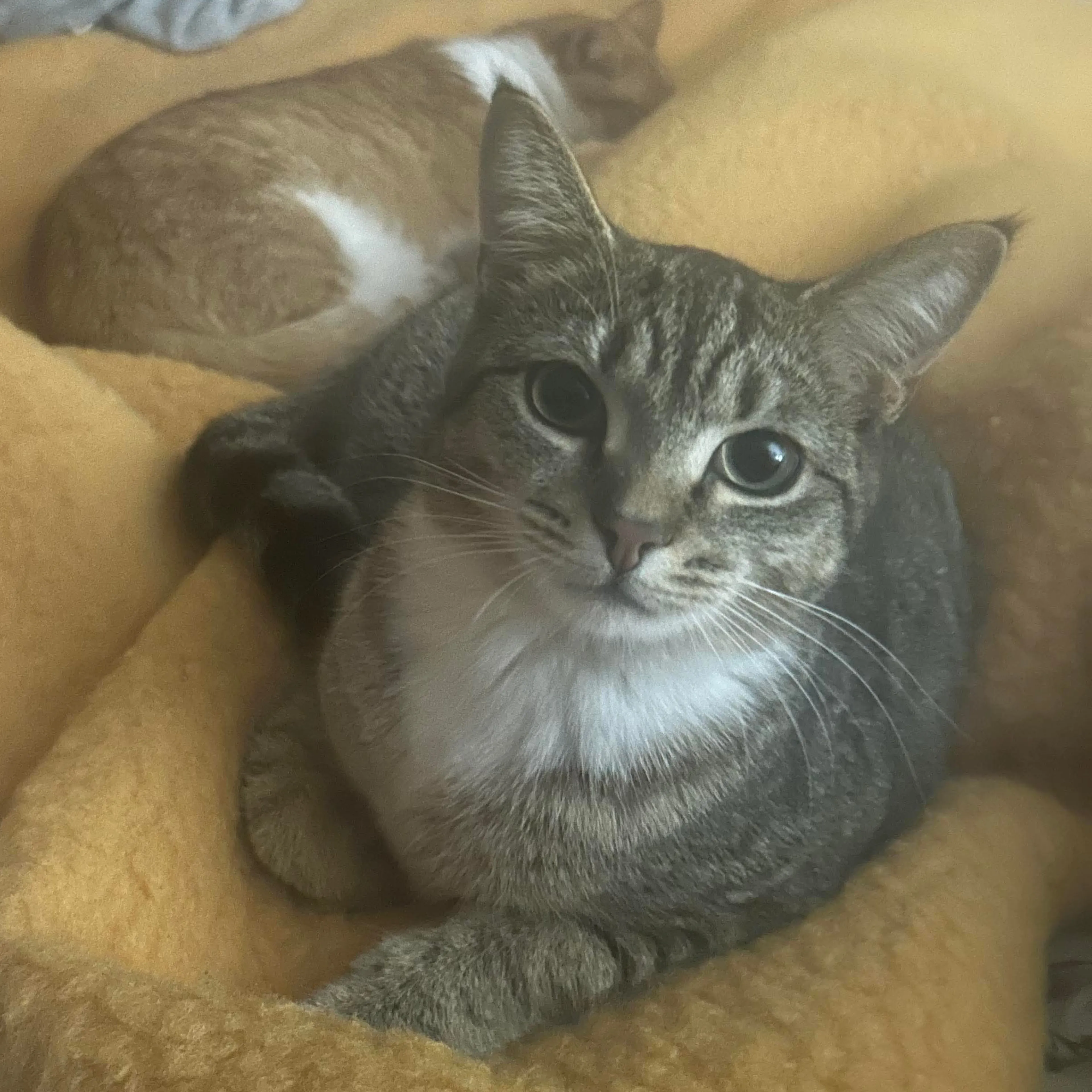 Lost pet-2
