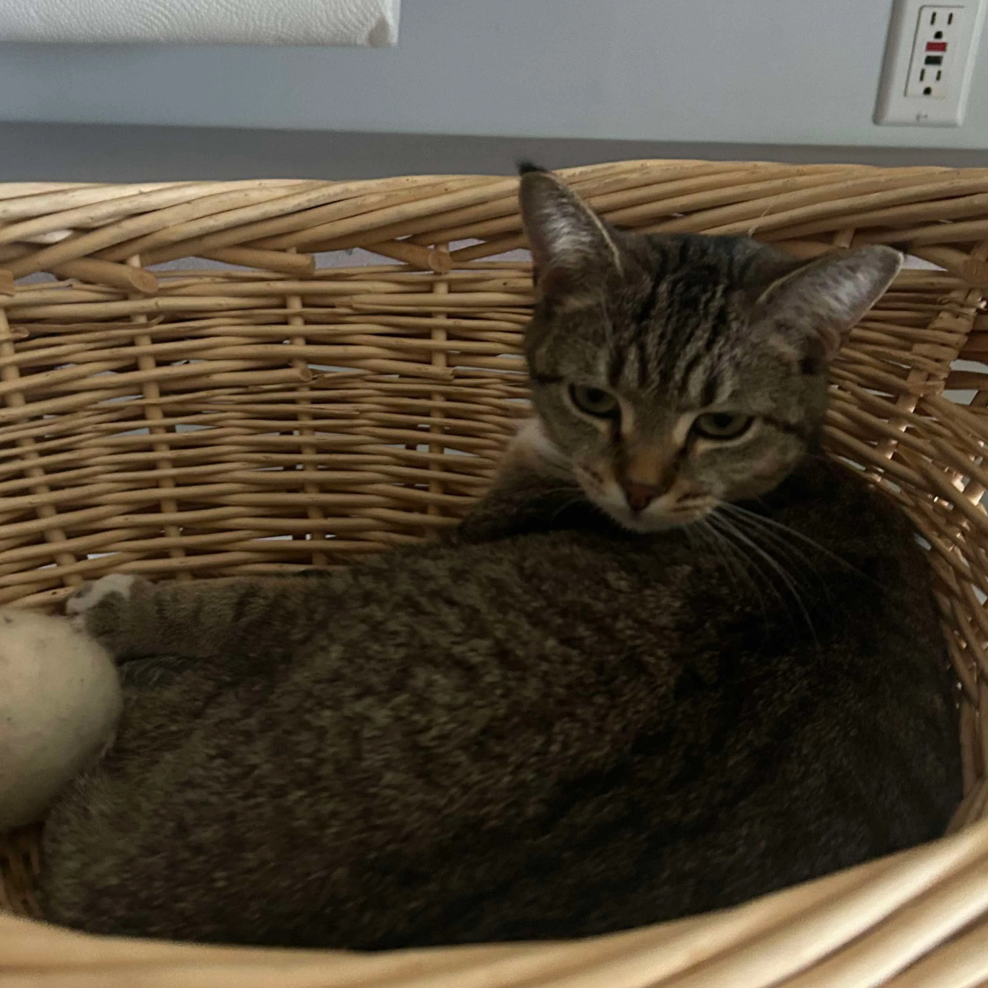 Lost pet-1