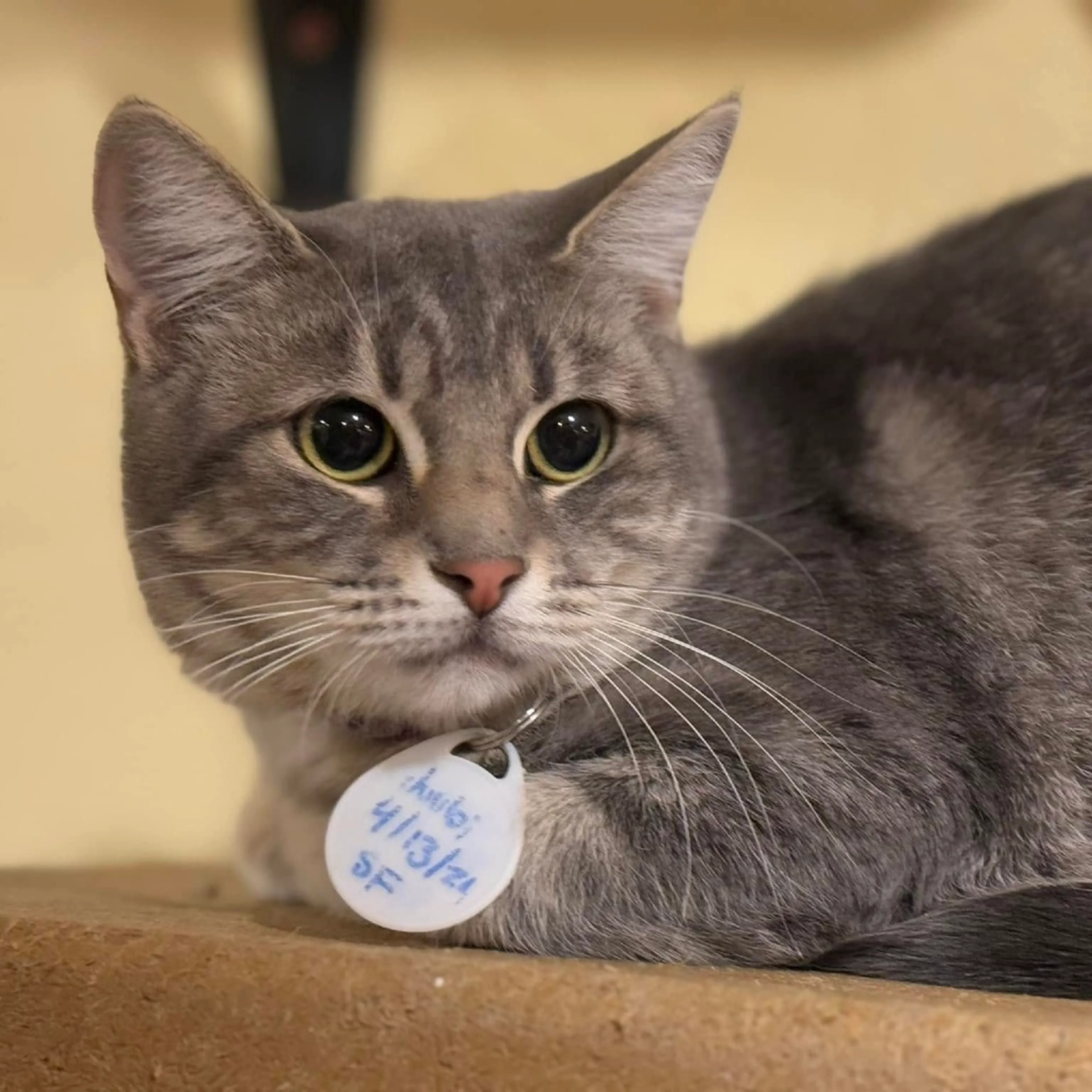 Found pet-6