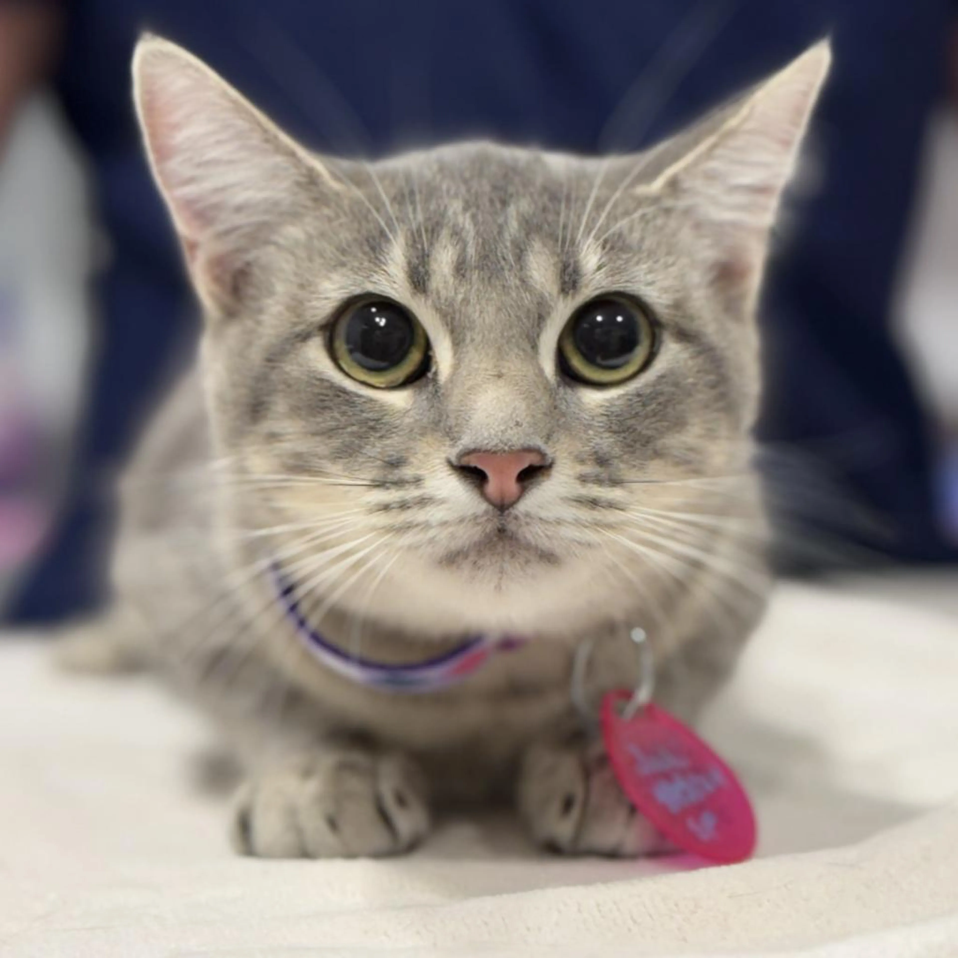 Found pet-1