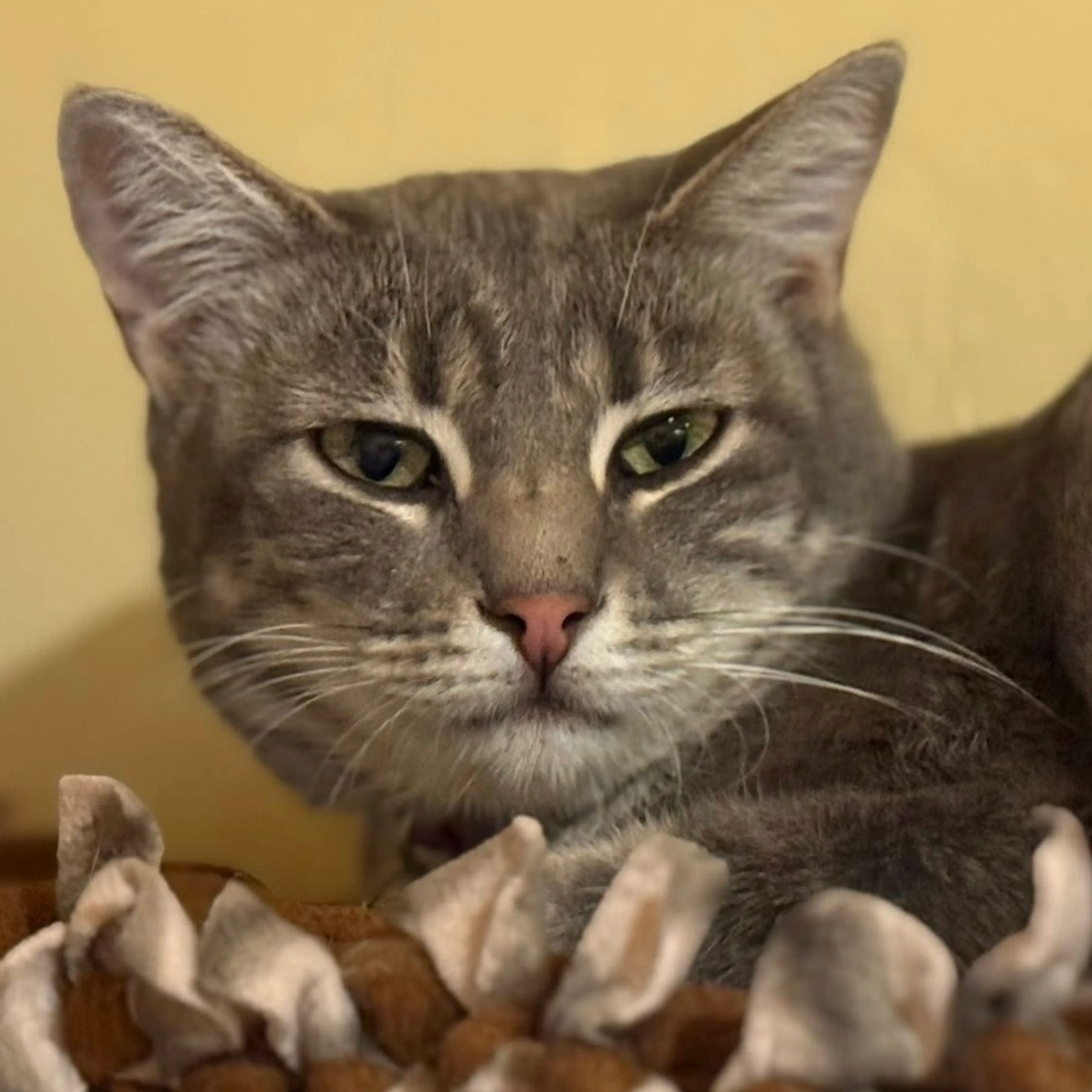 Found pet-7
