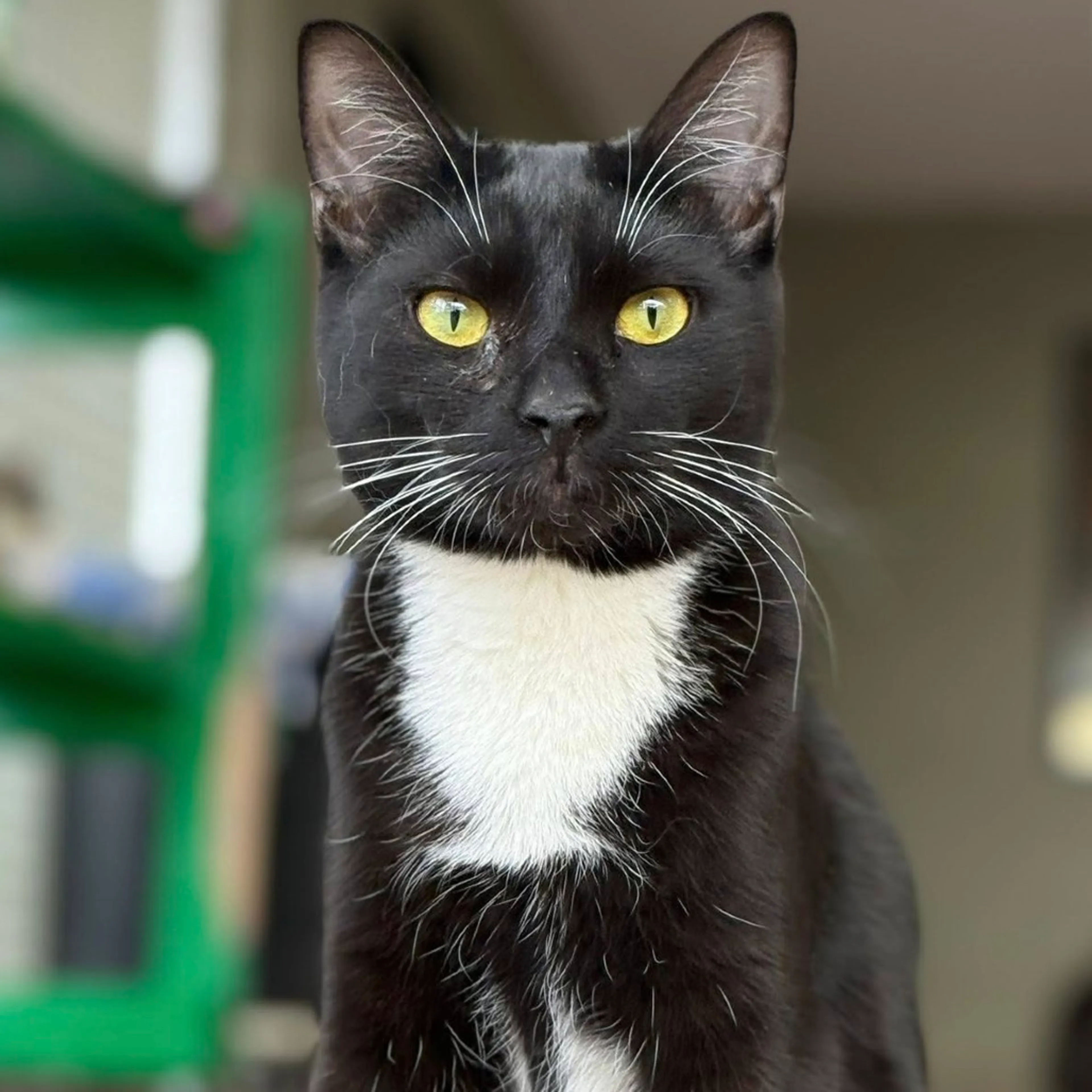 Found pet-3