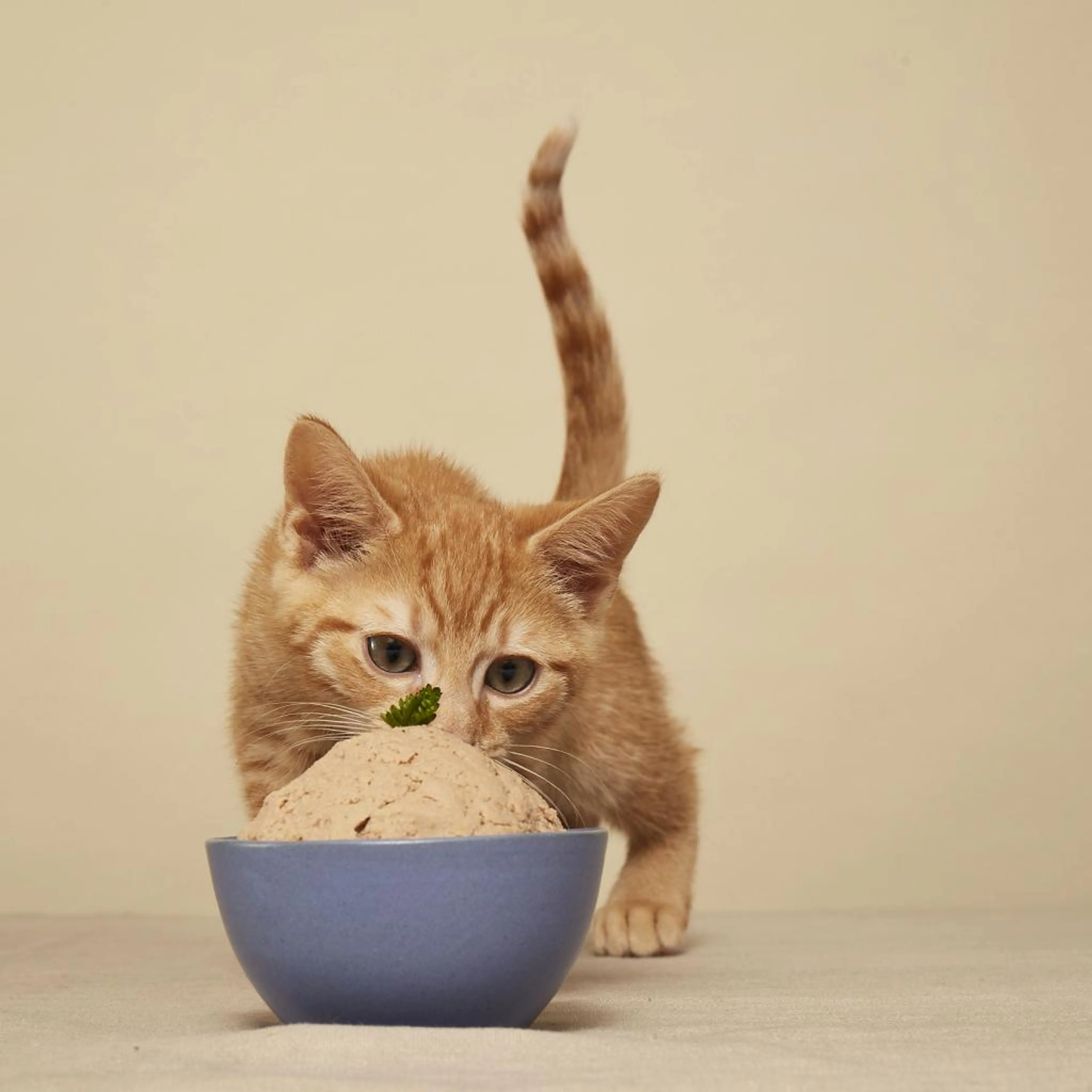 cdn image