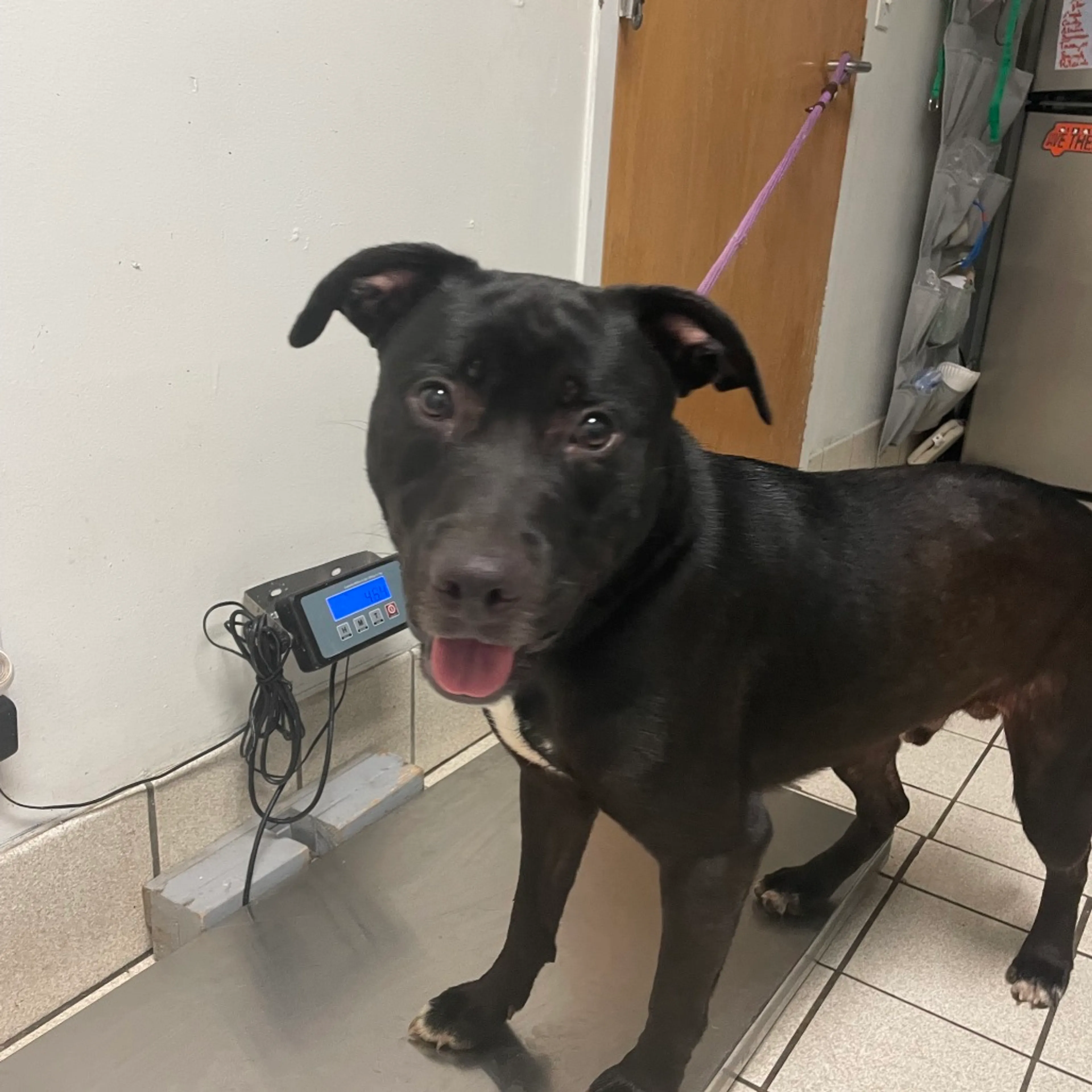 Found pet-1