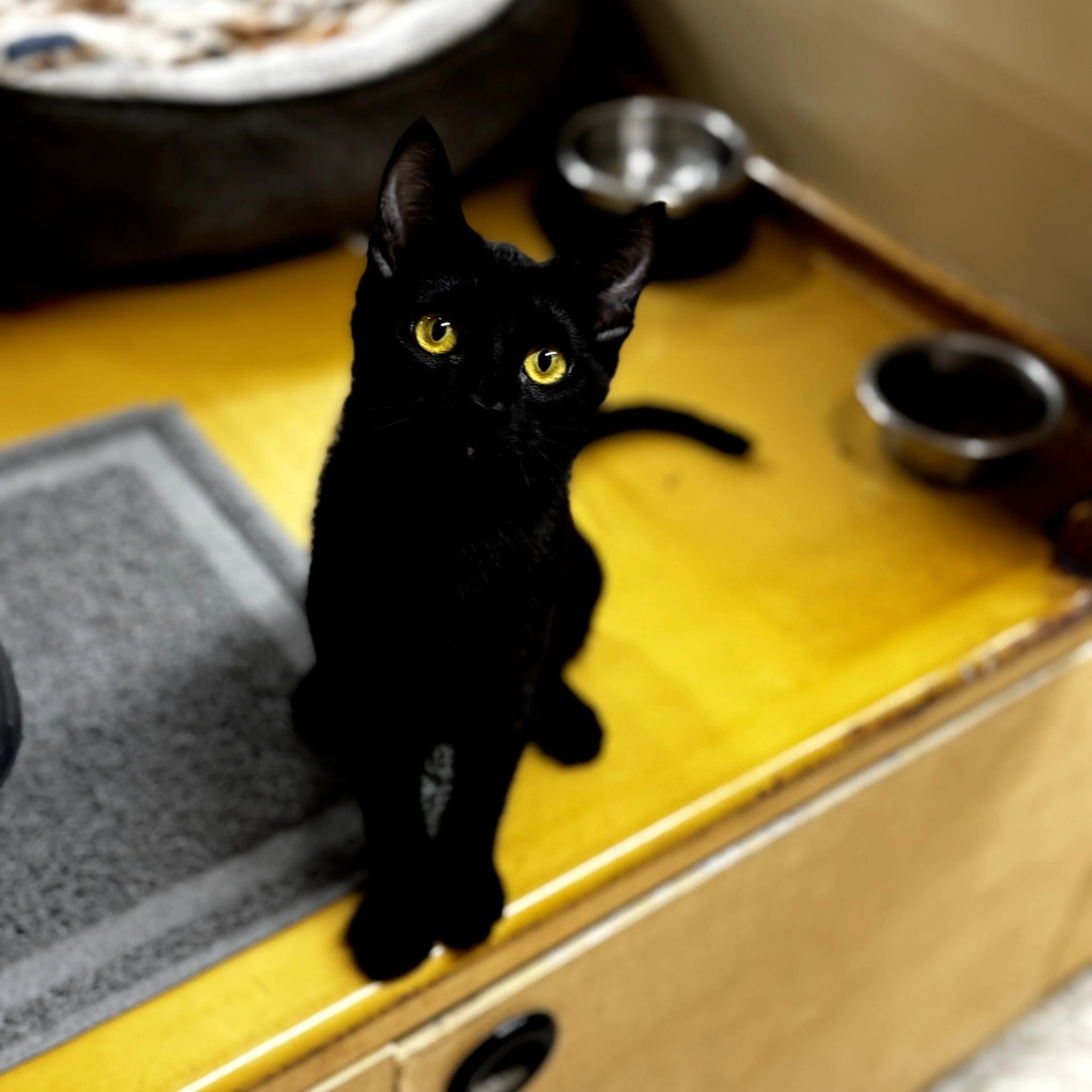 Found pet-2