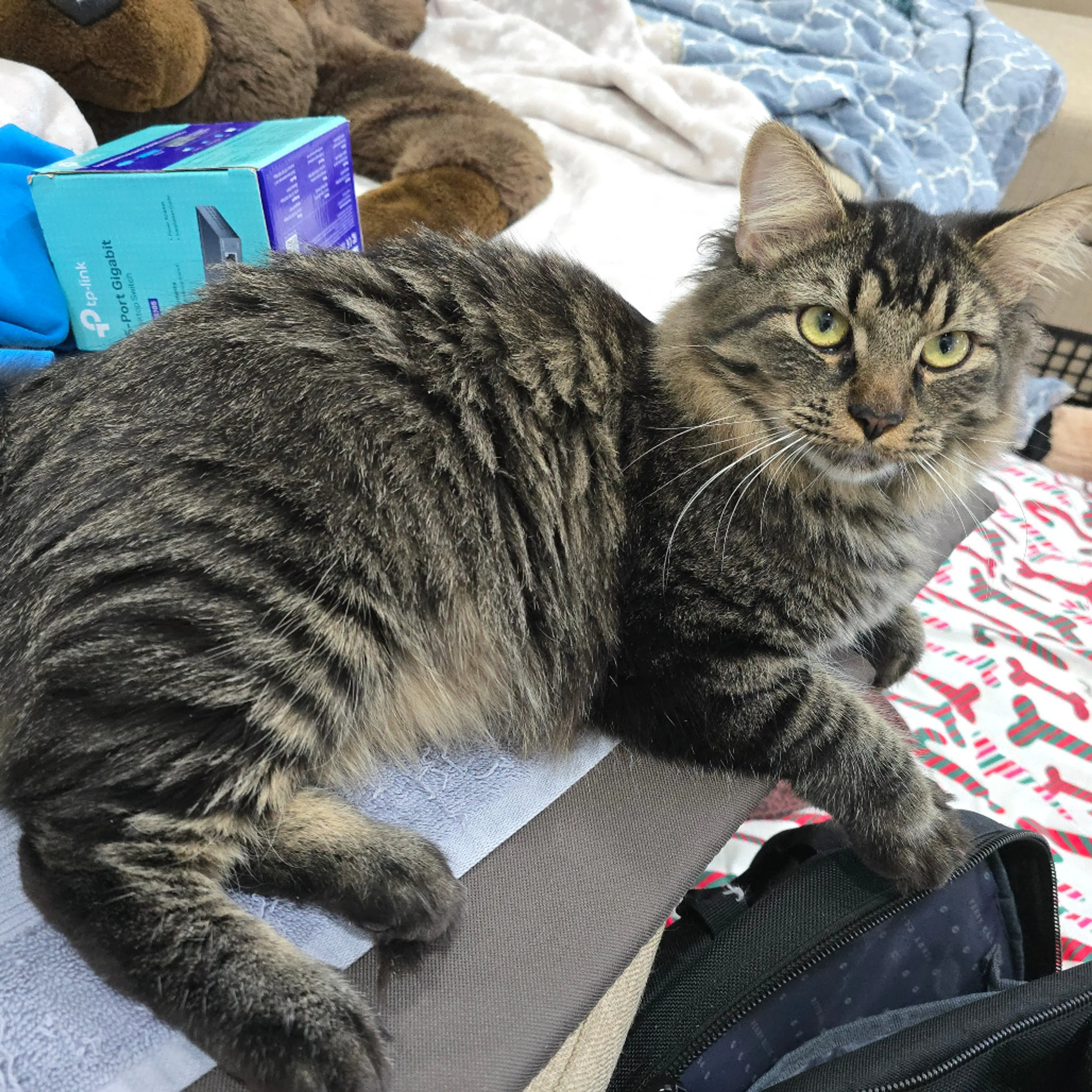 Found pet-1