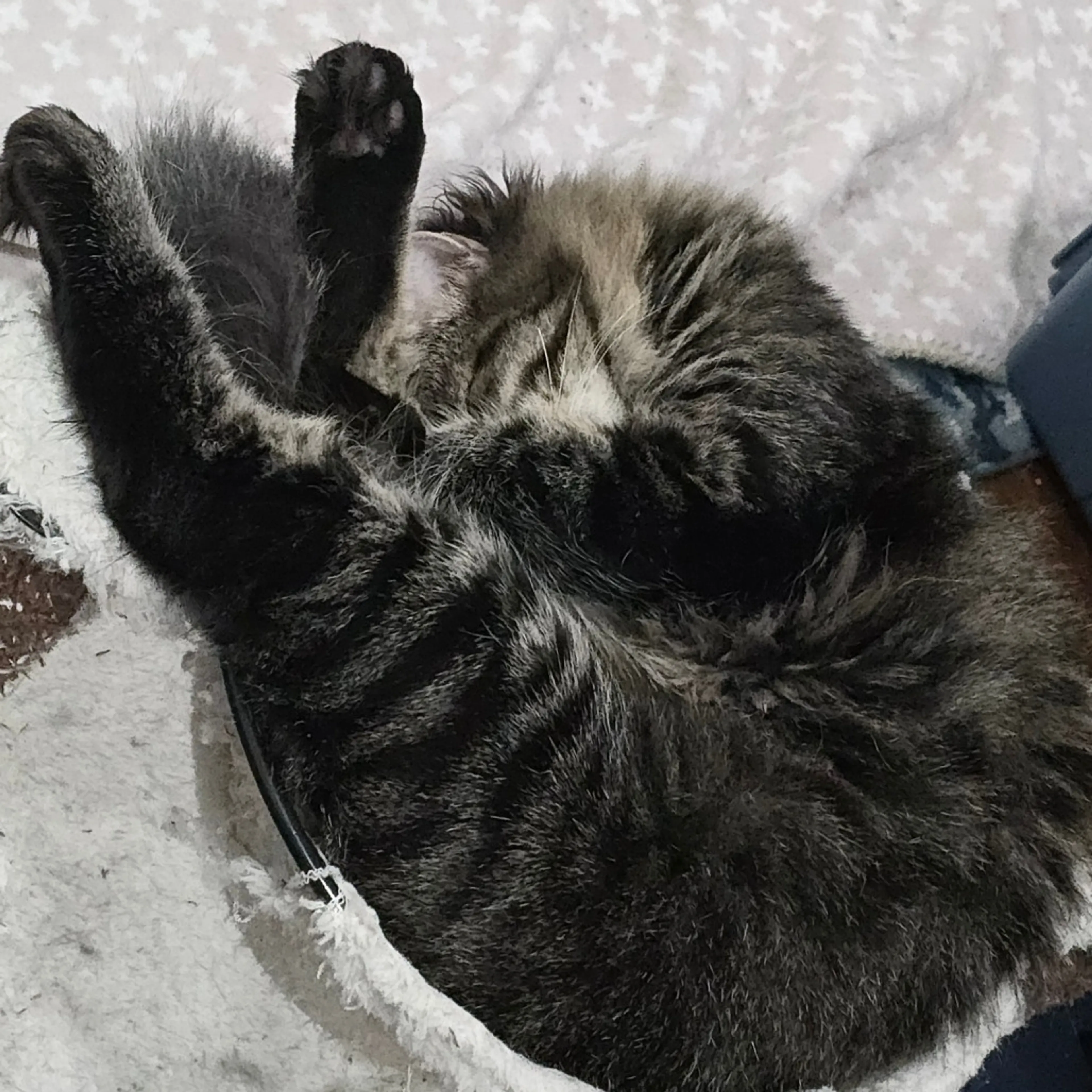 Found pet-2