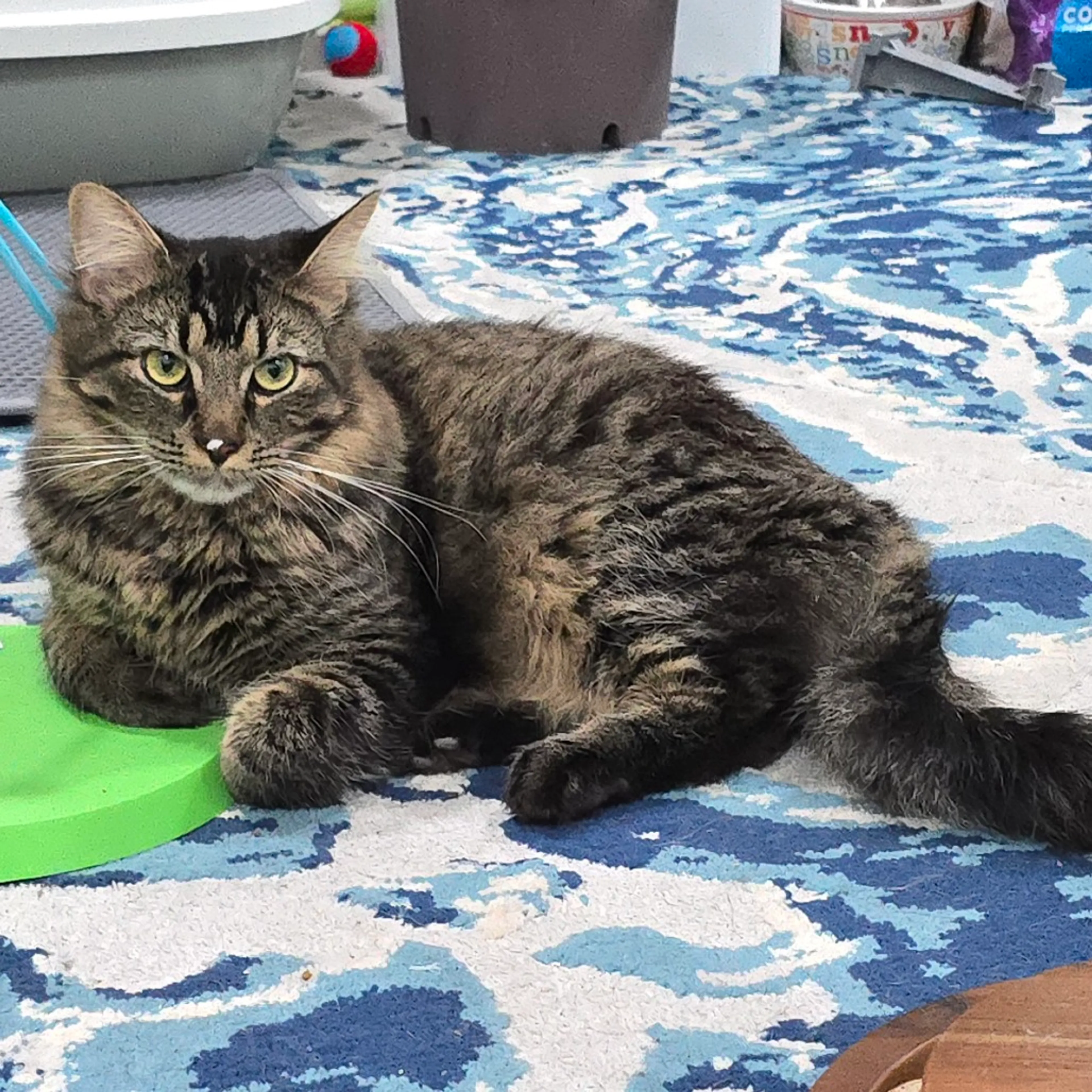 Found pet-4
