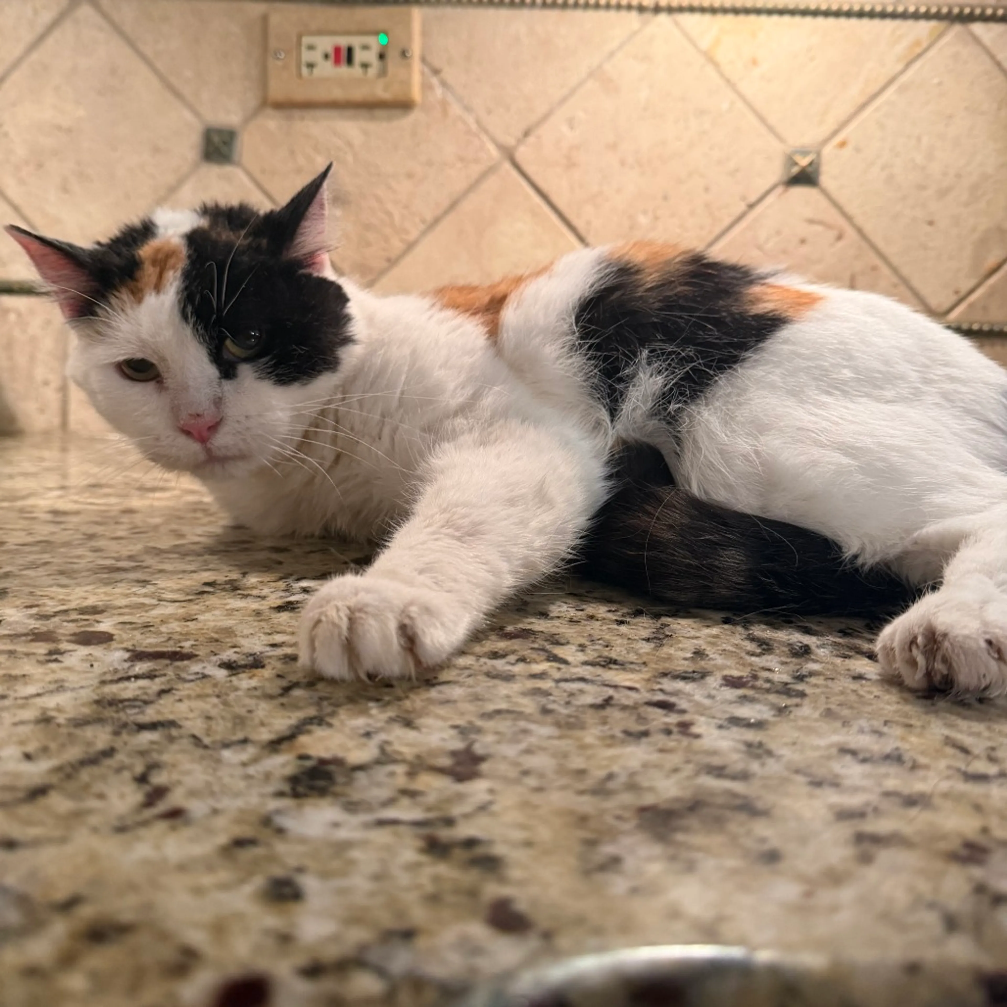 Found pet-0