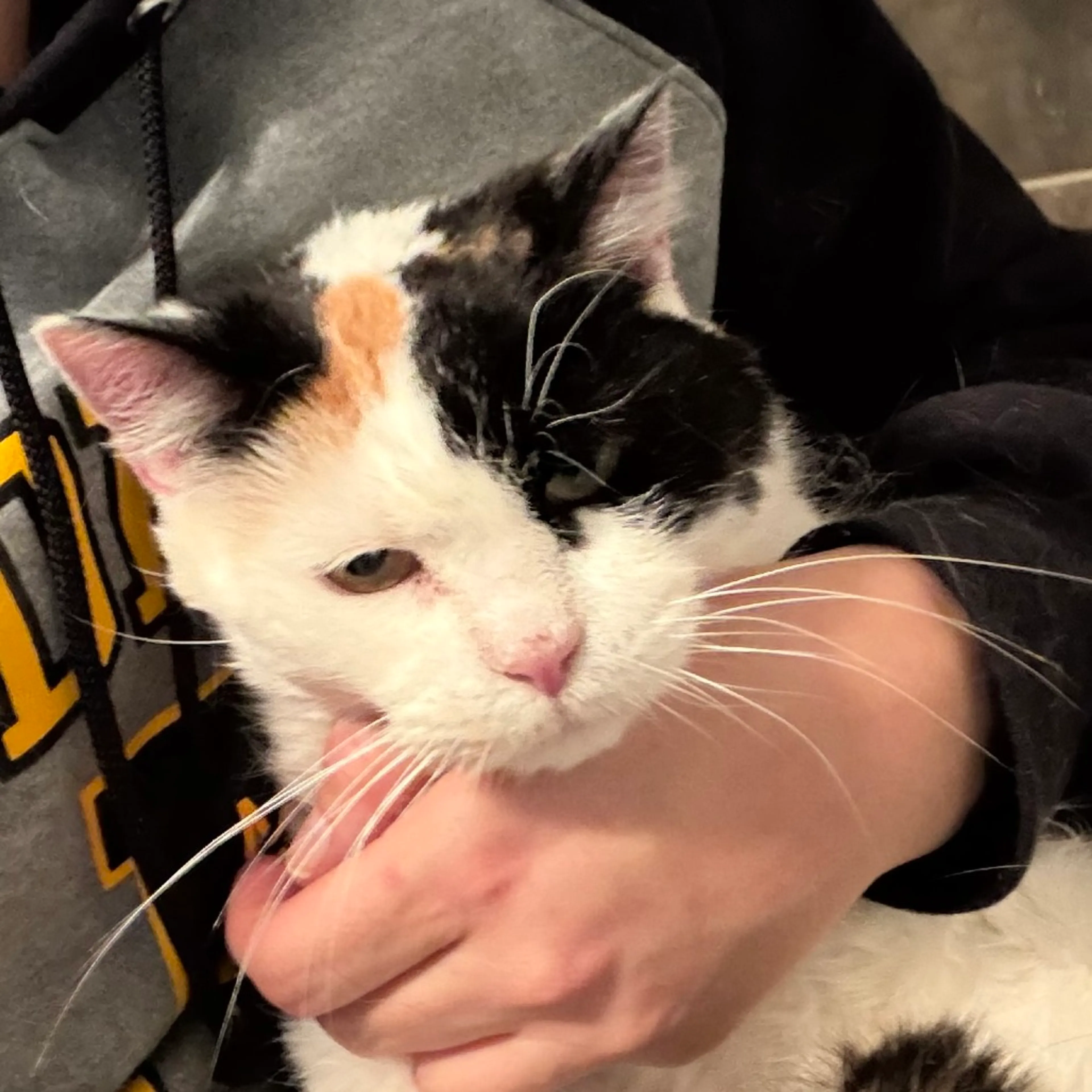 Found pet-1