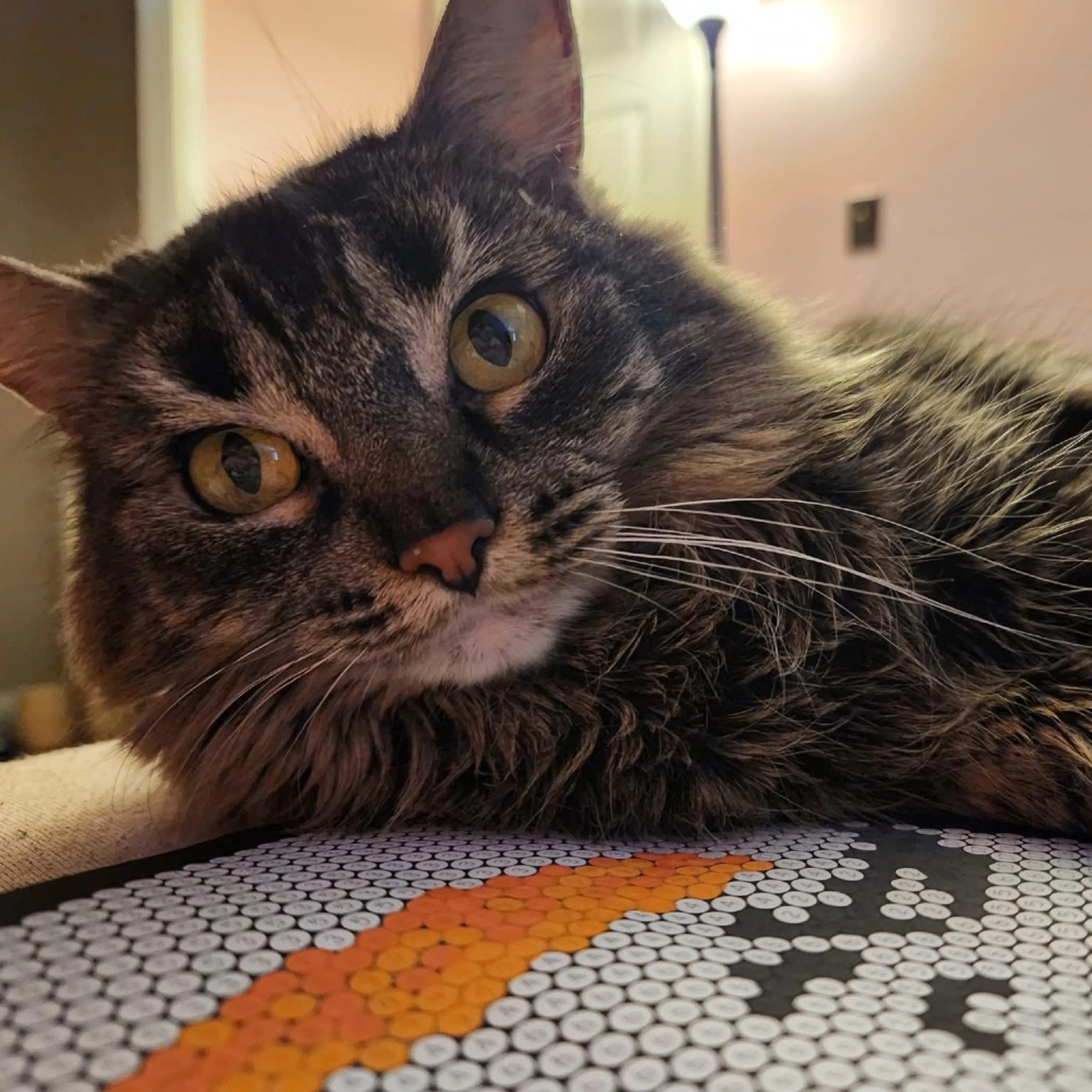 Found pet-1