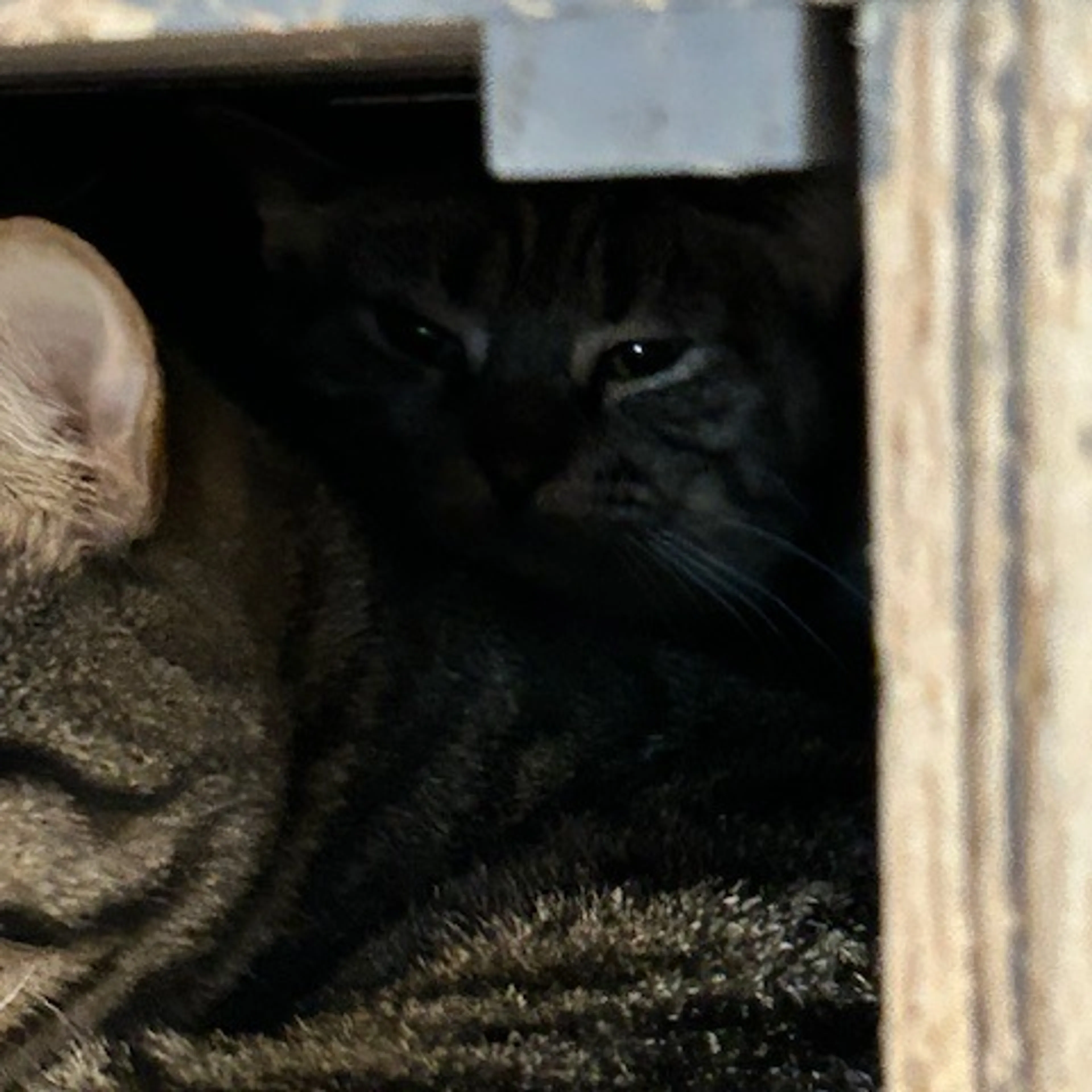 Found pet-1