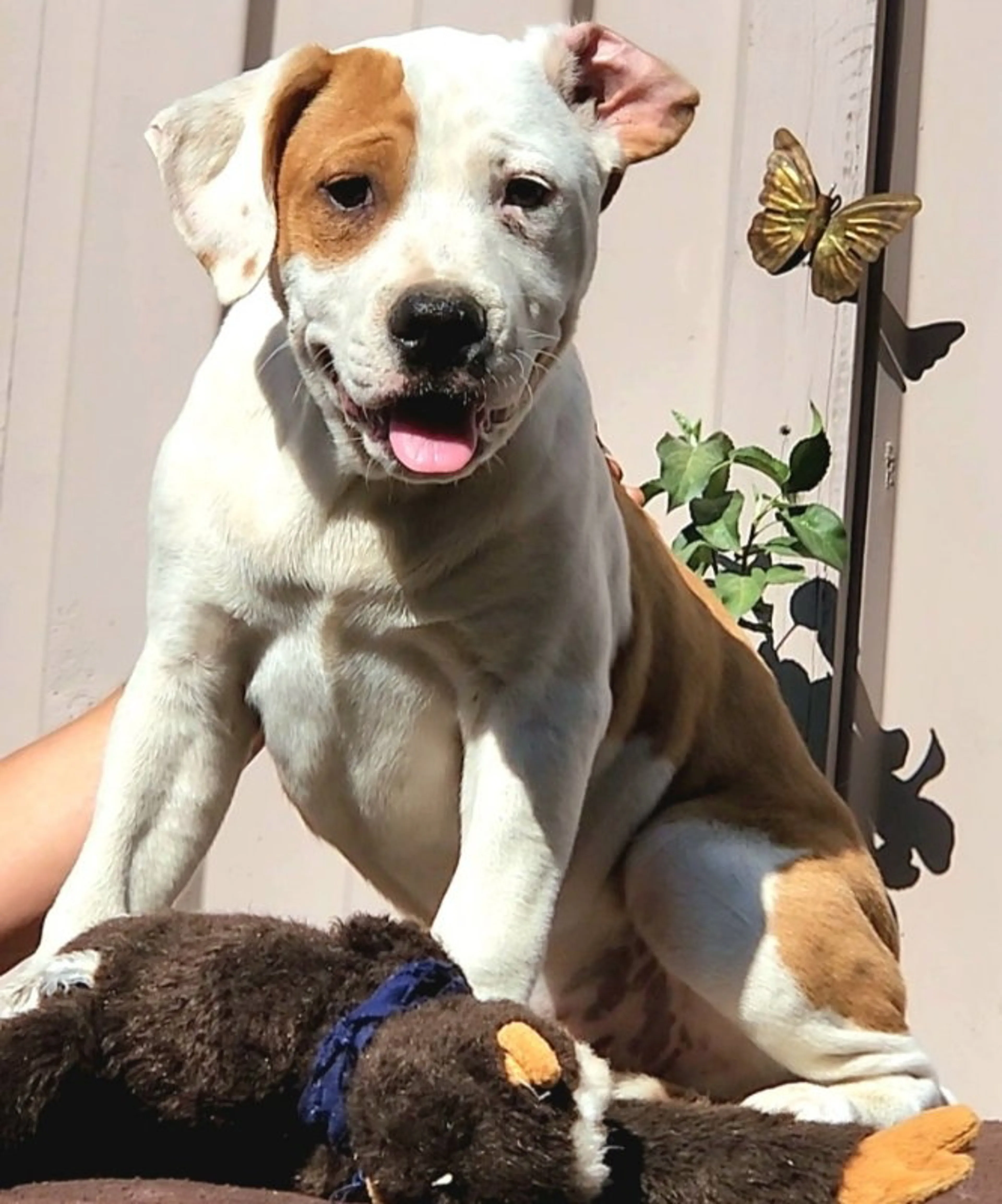 Found pet-1
