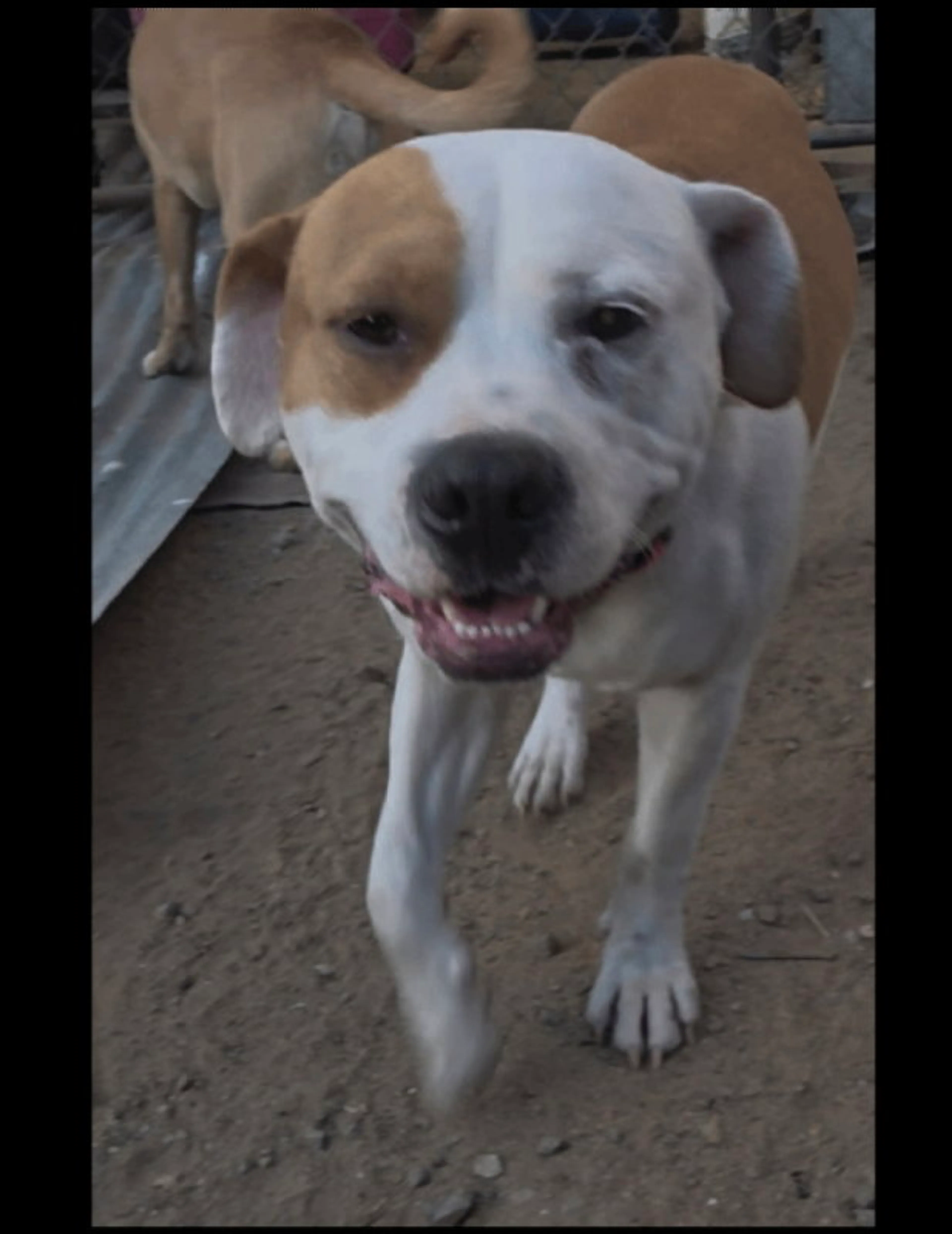 Found pet-2