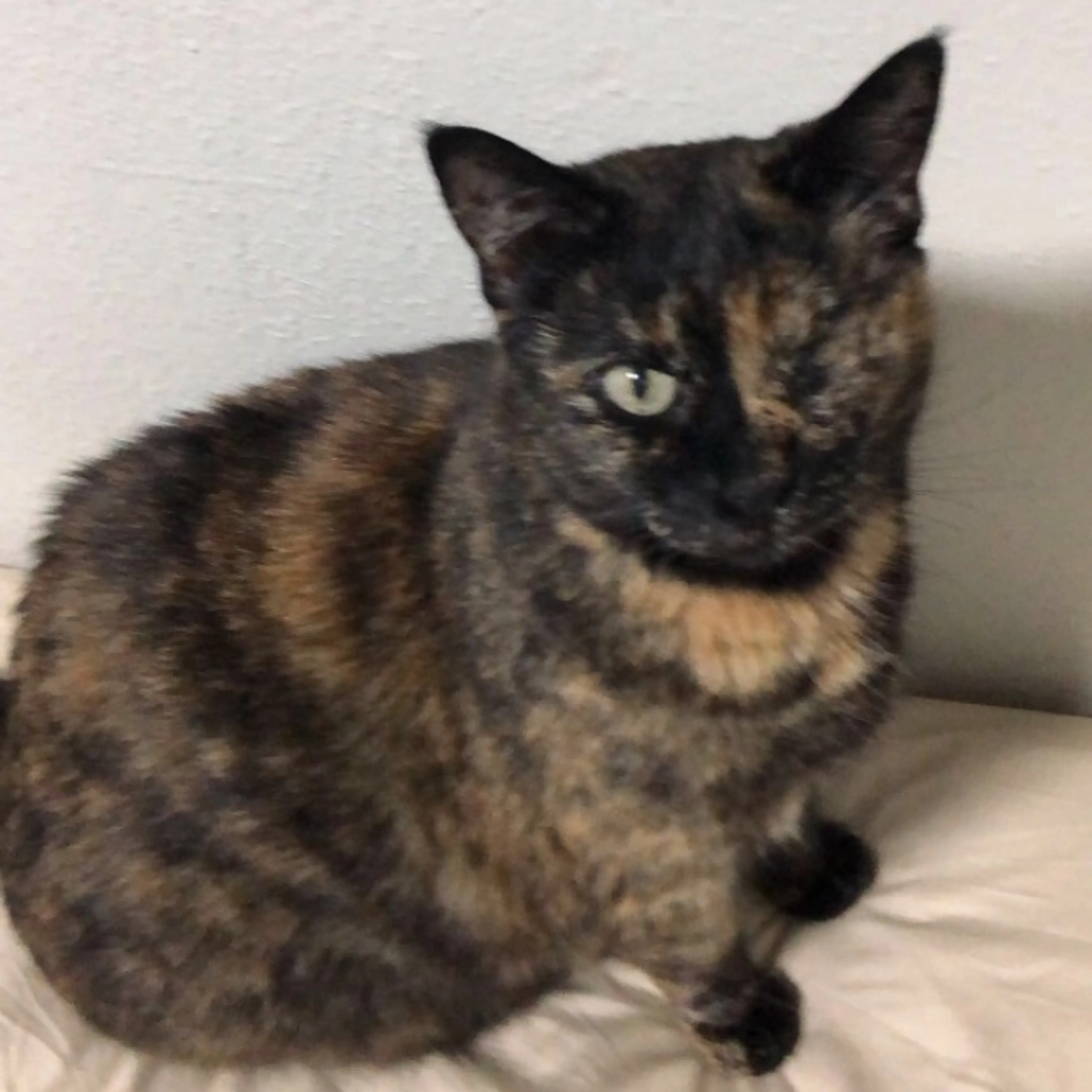 Lost pet