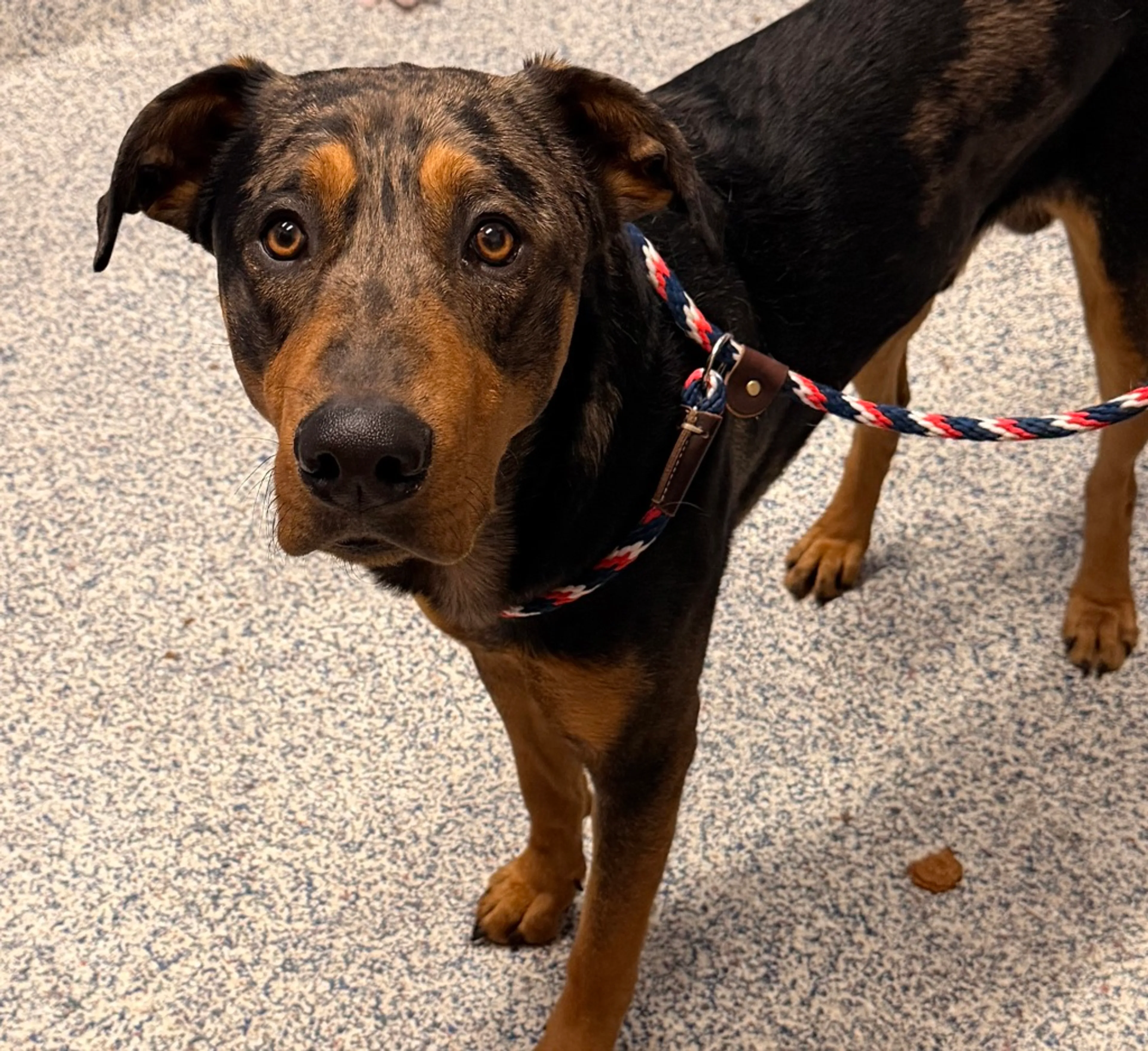 Found pet-1