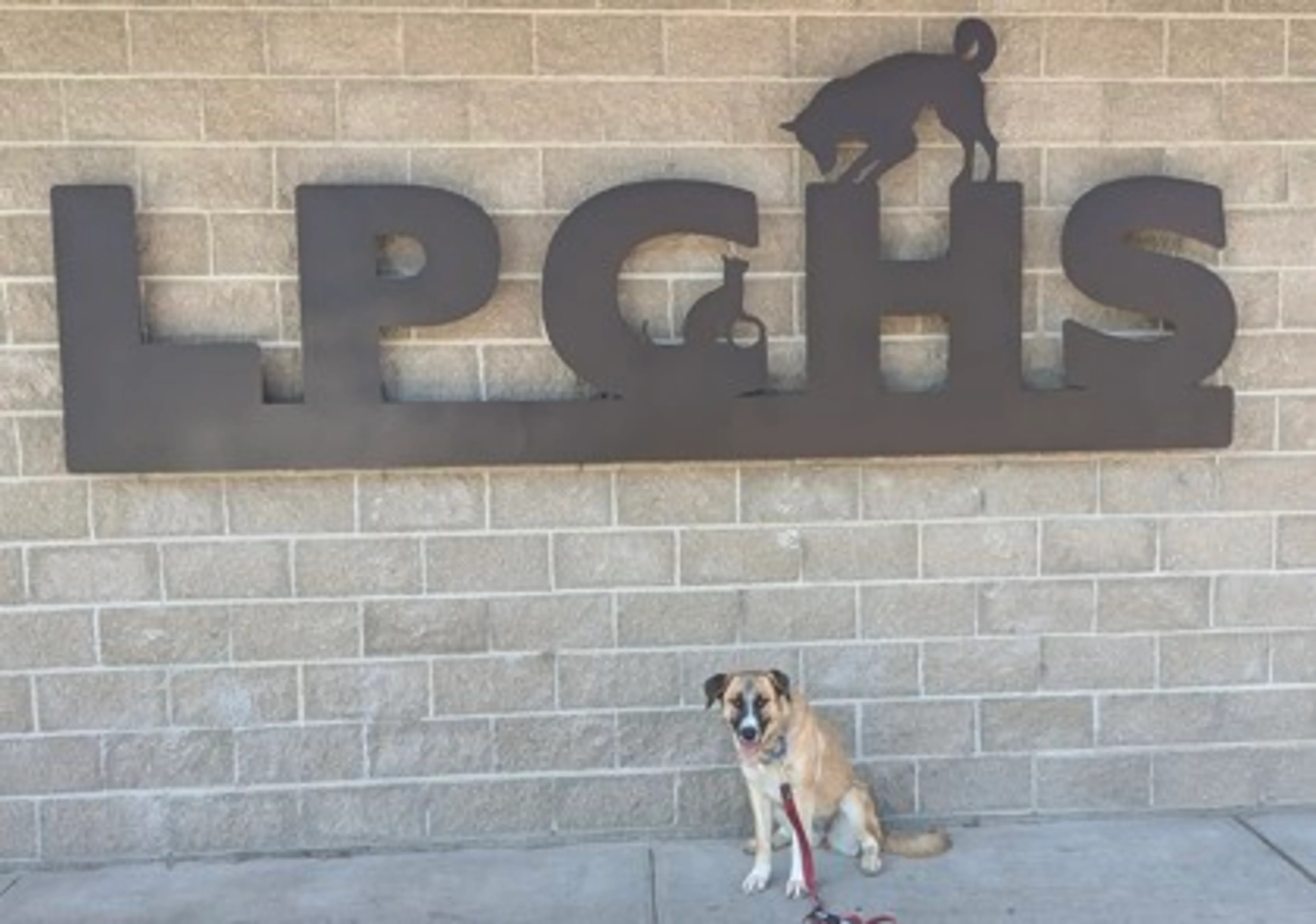Found pet-1