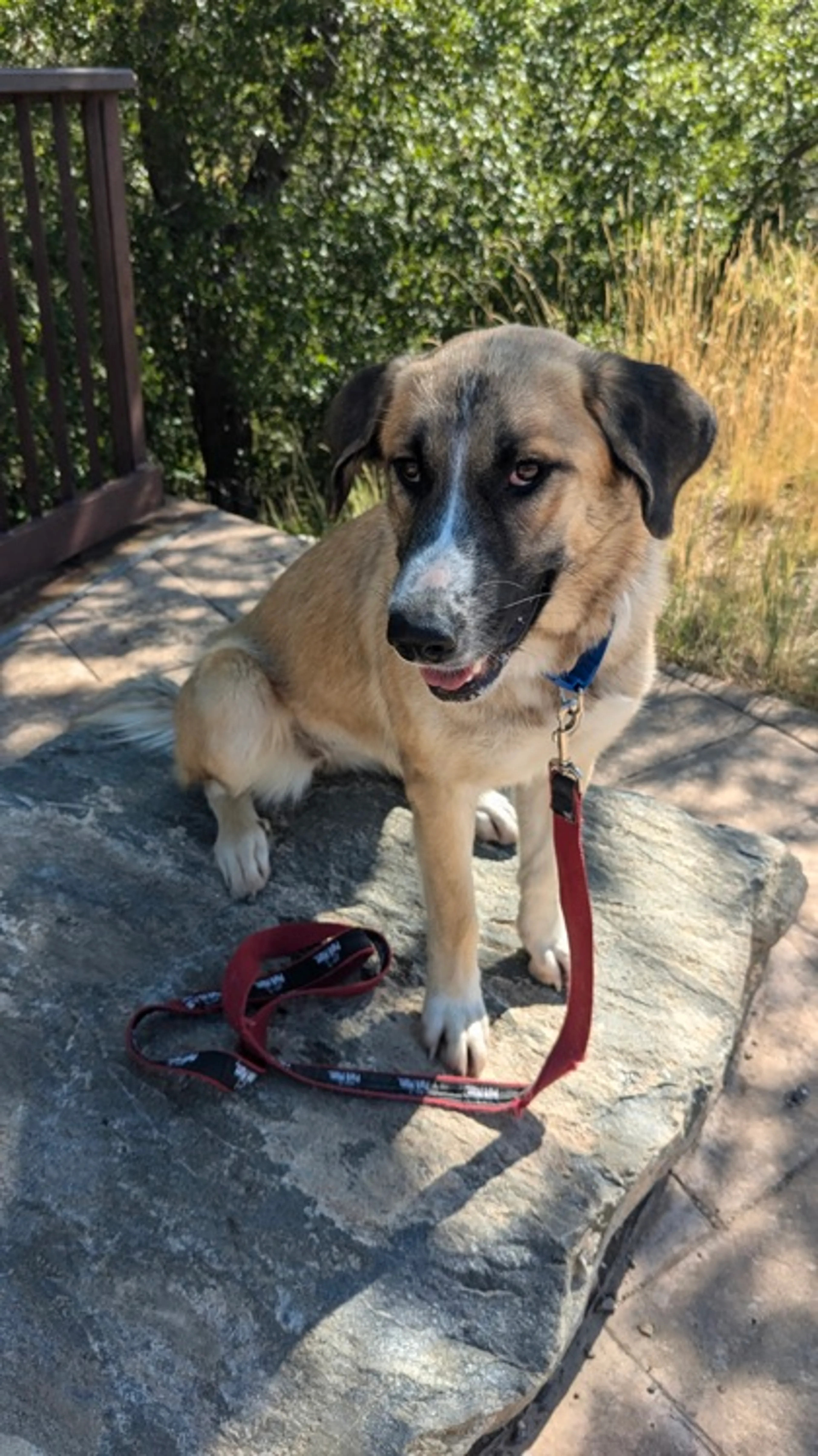 Found pet-2