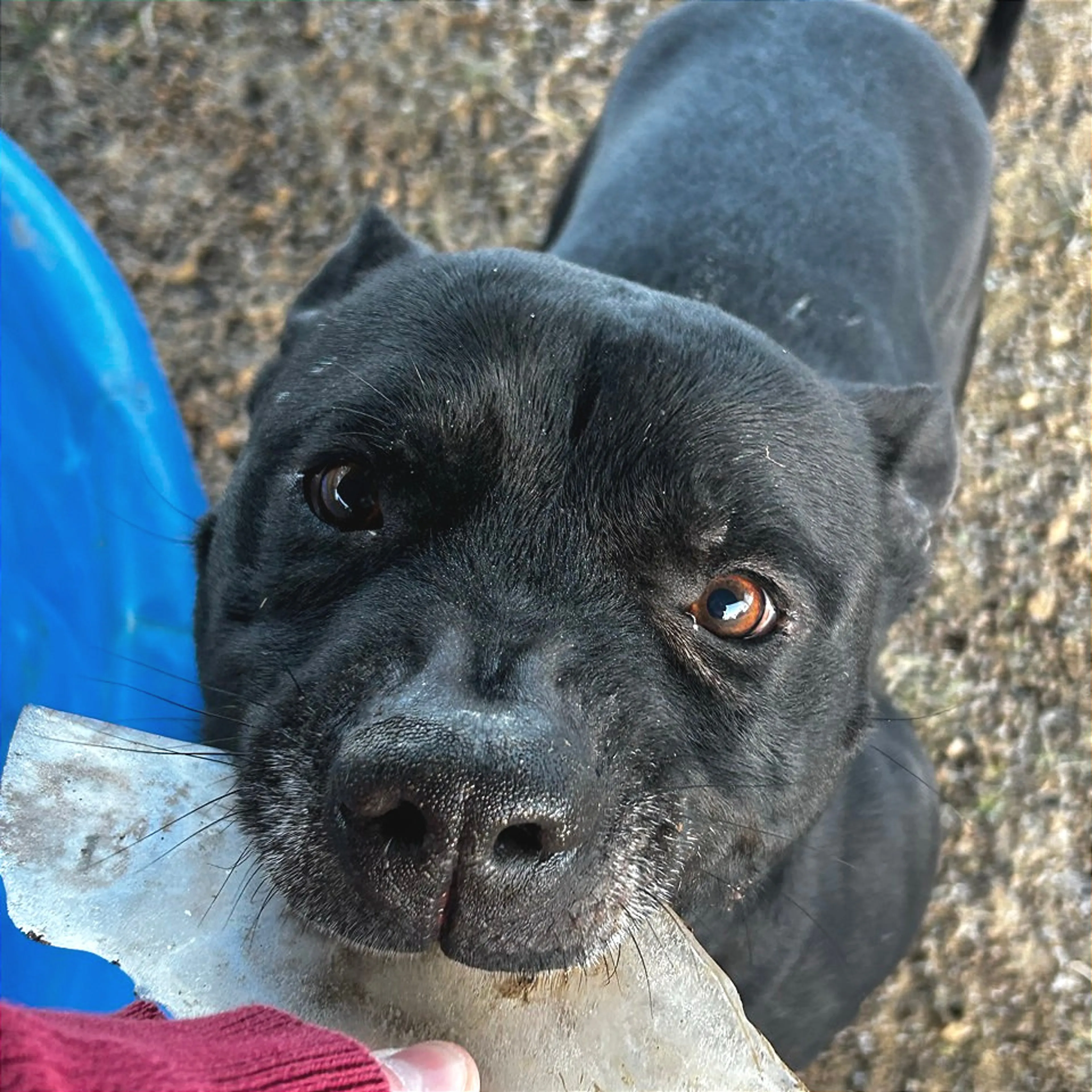 Found pet-21