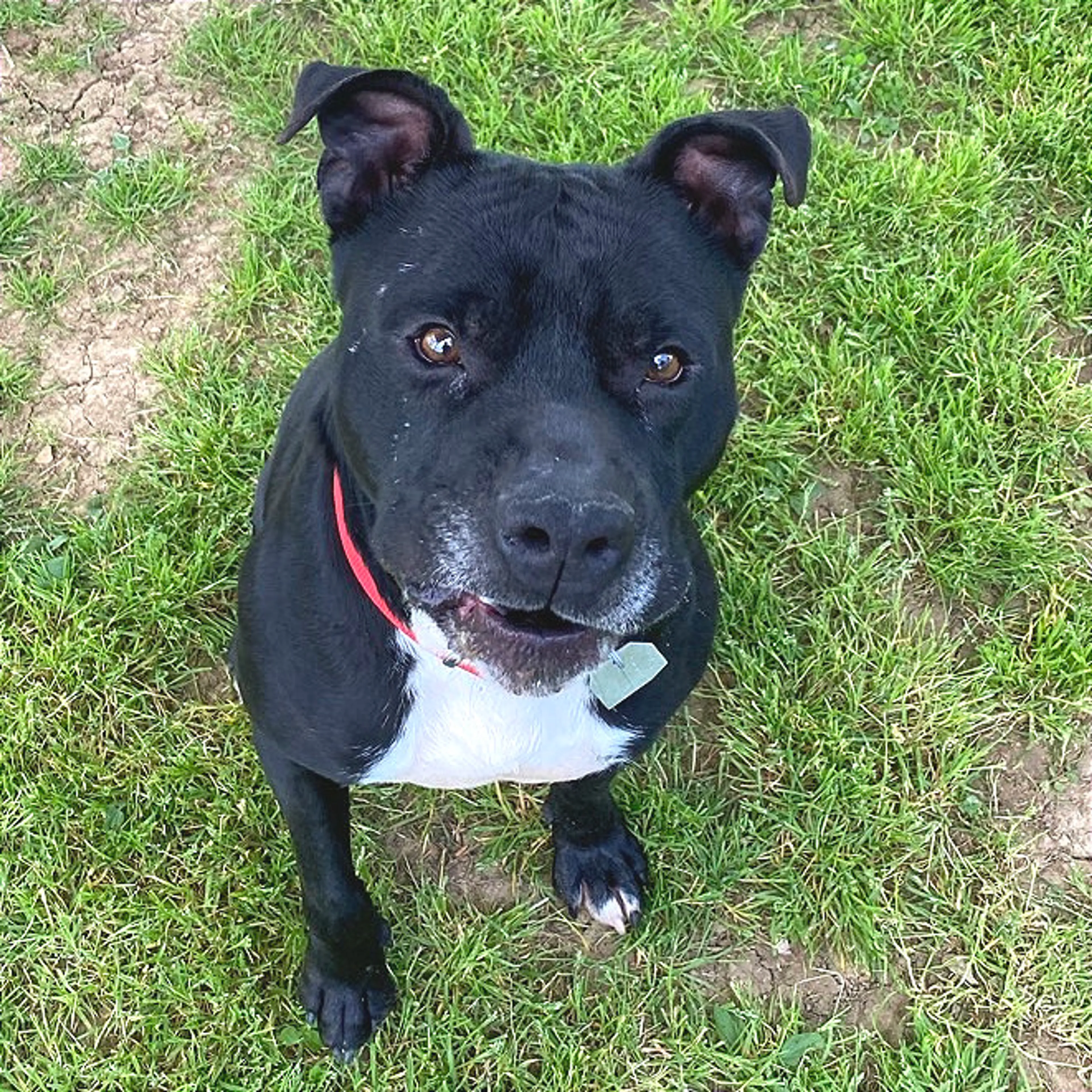 Found pet-24
