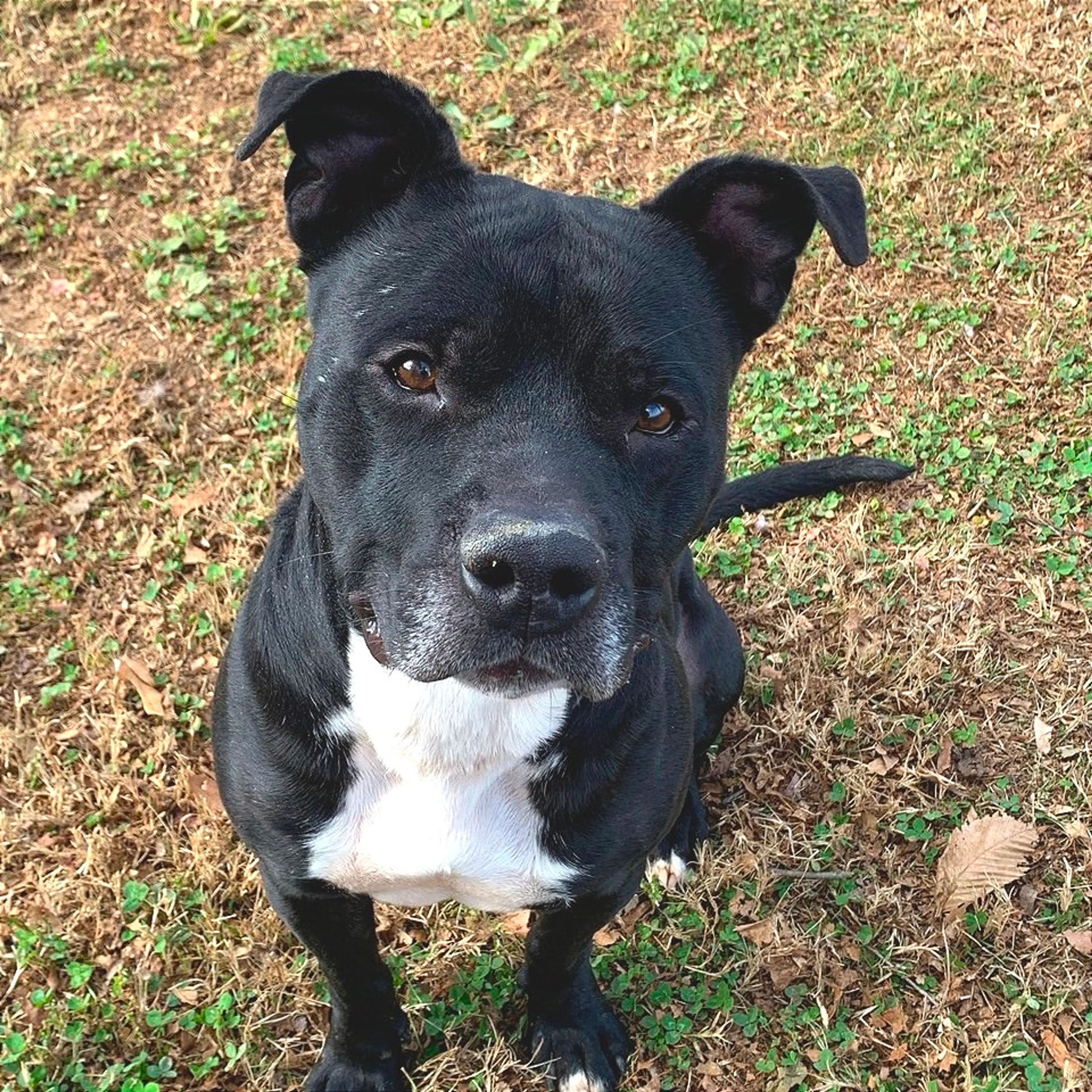 Found pet-17