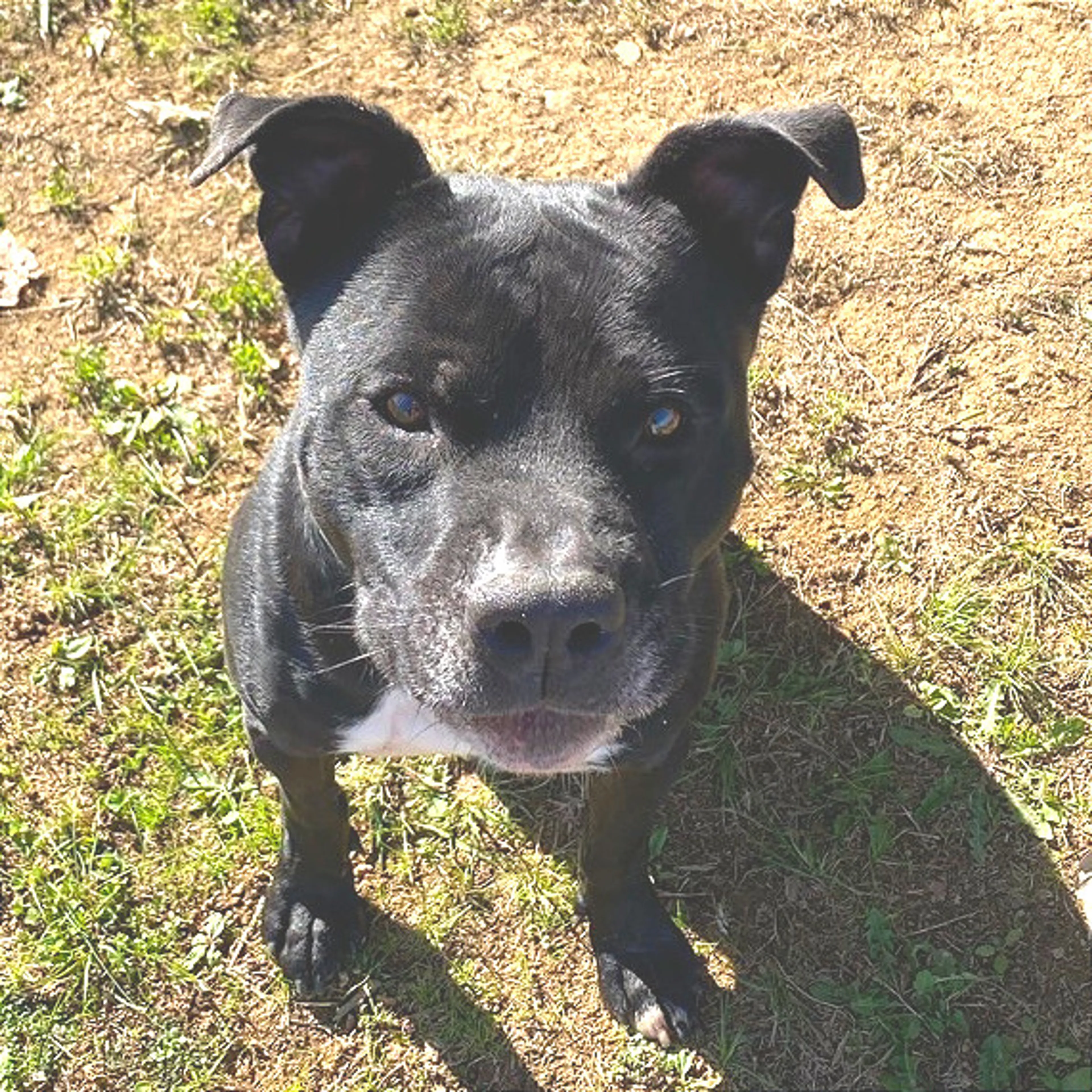 Found pet-22