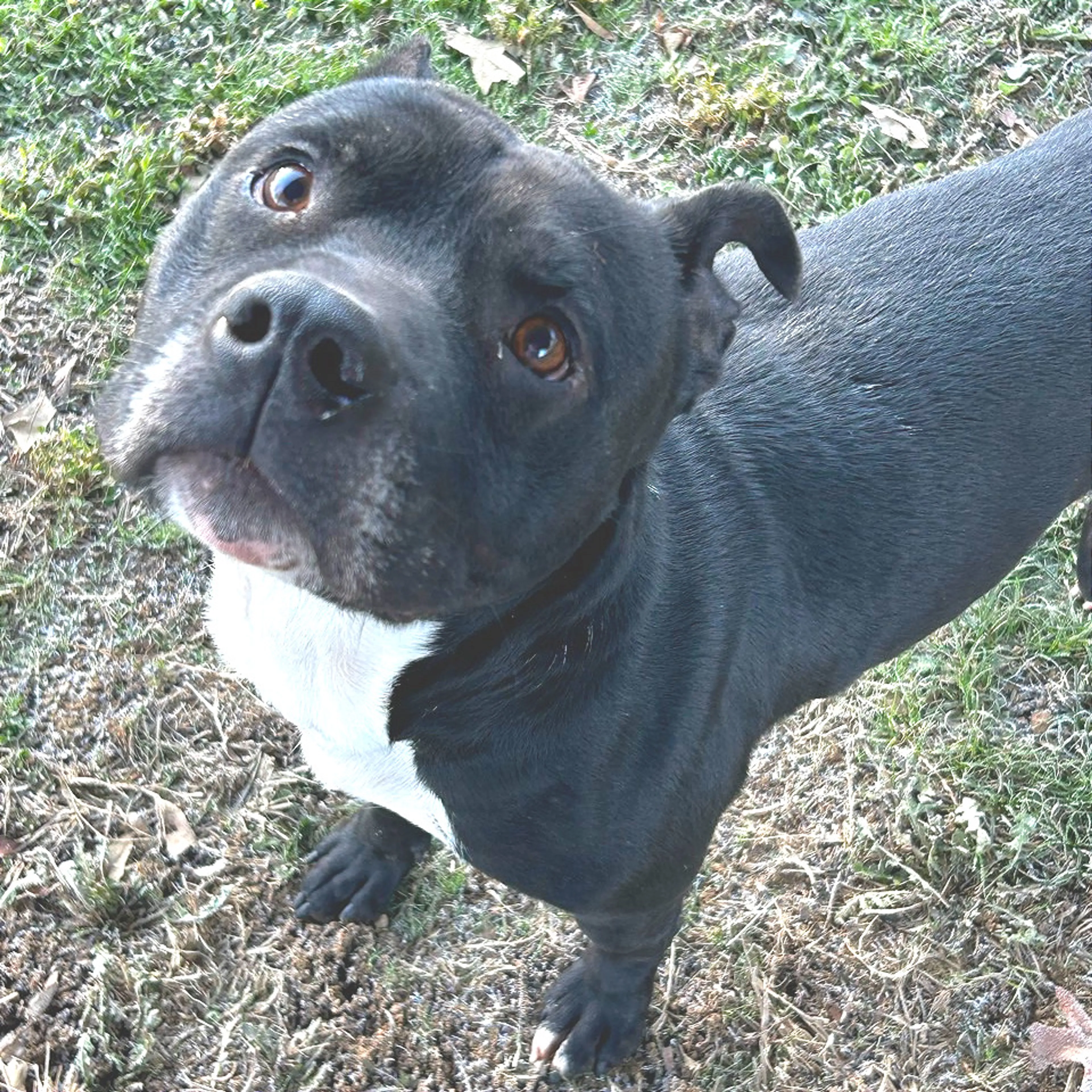 Found pet-20