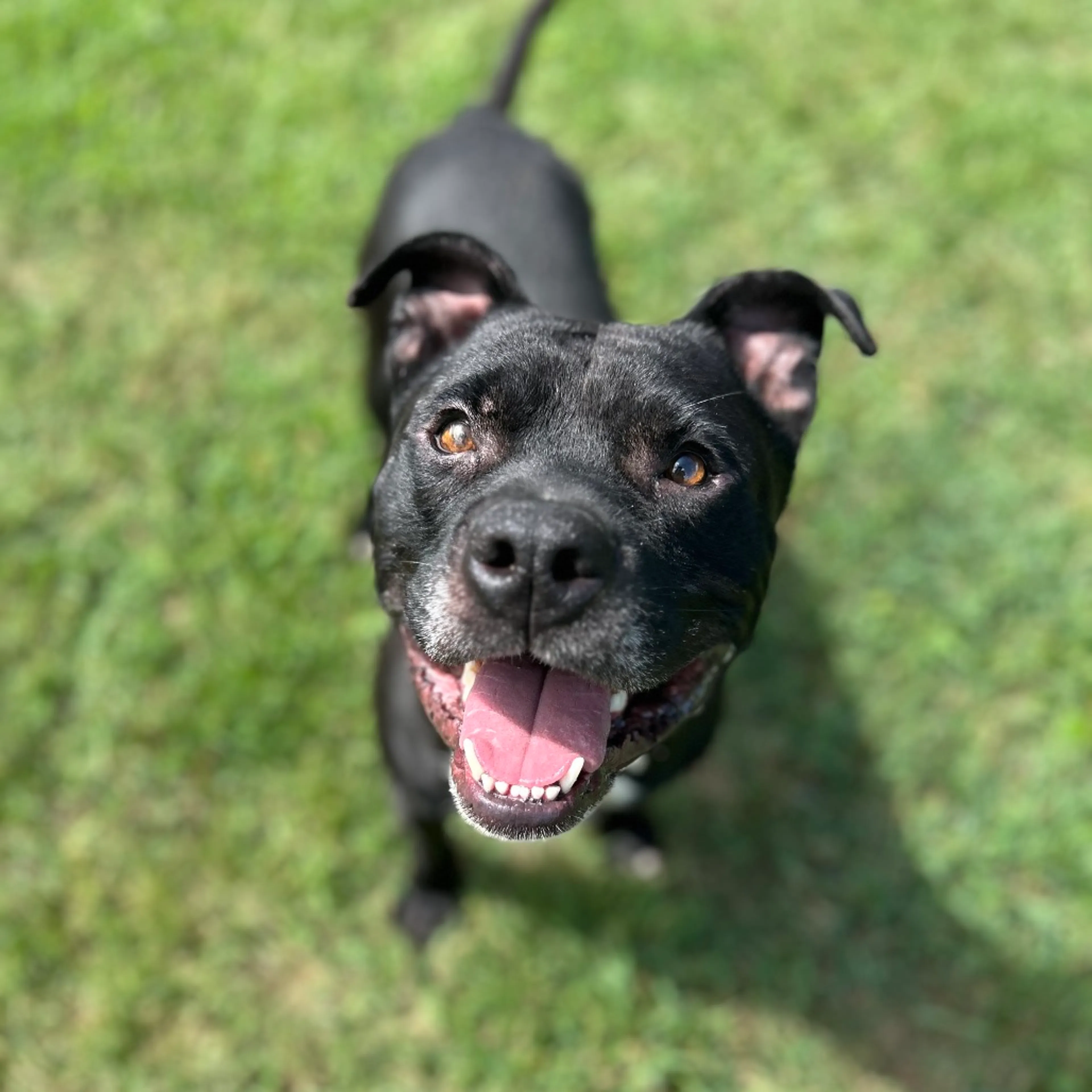 Found pet-11