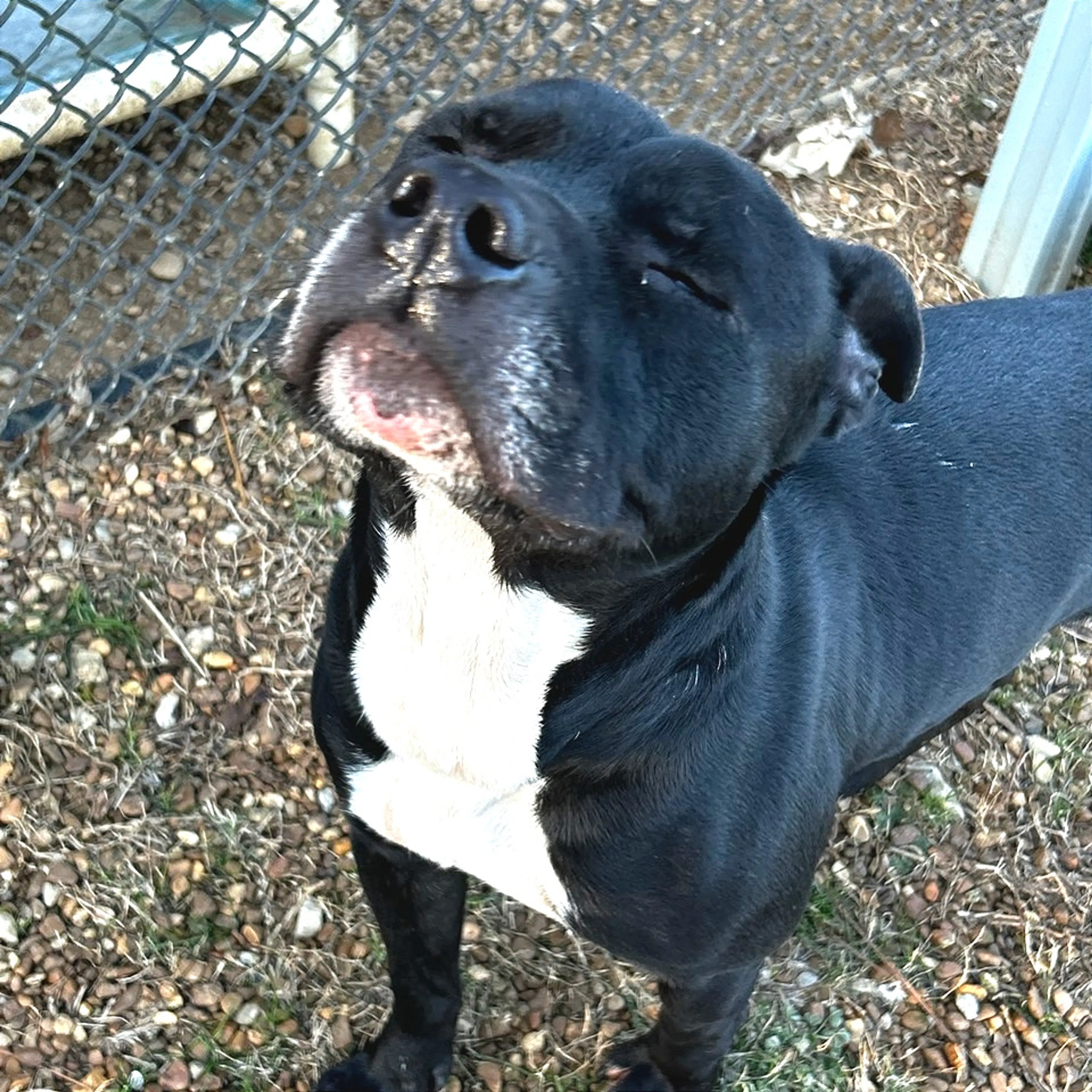 Found pet-8