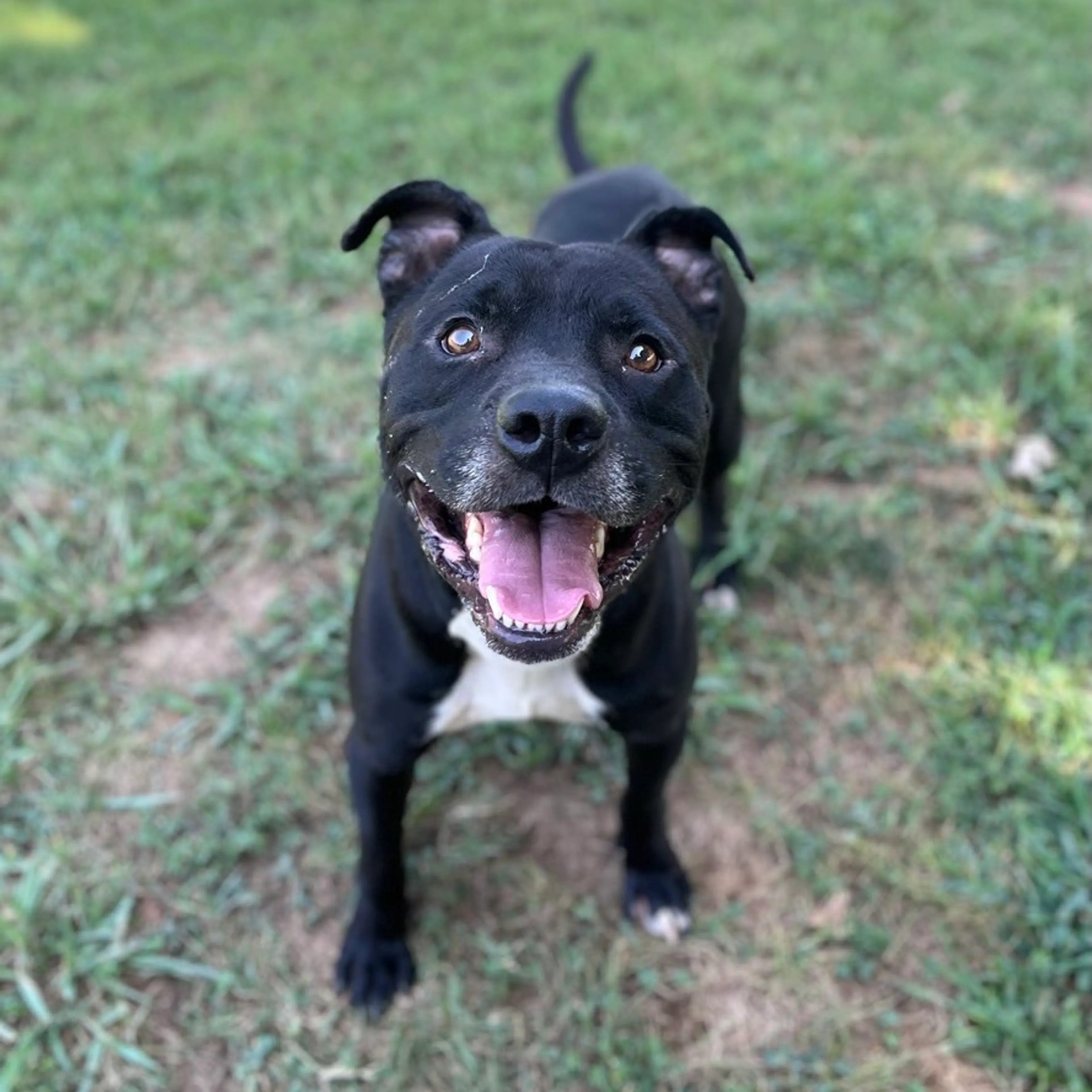 Found pet-2