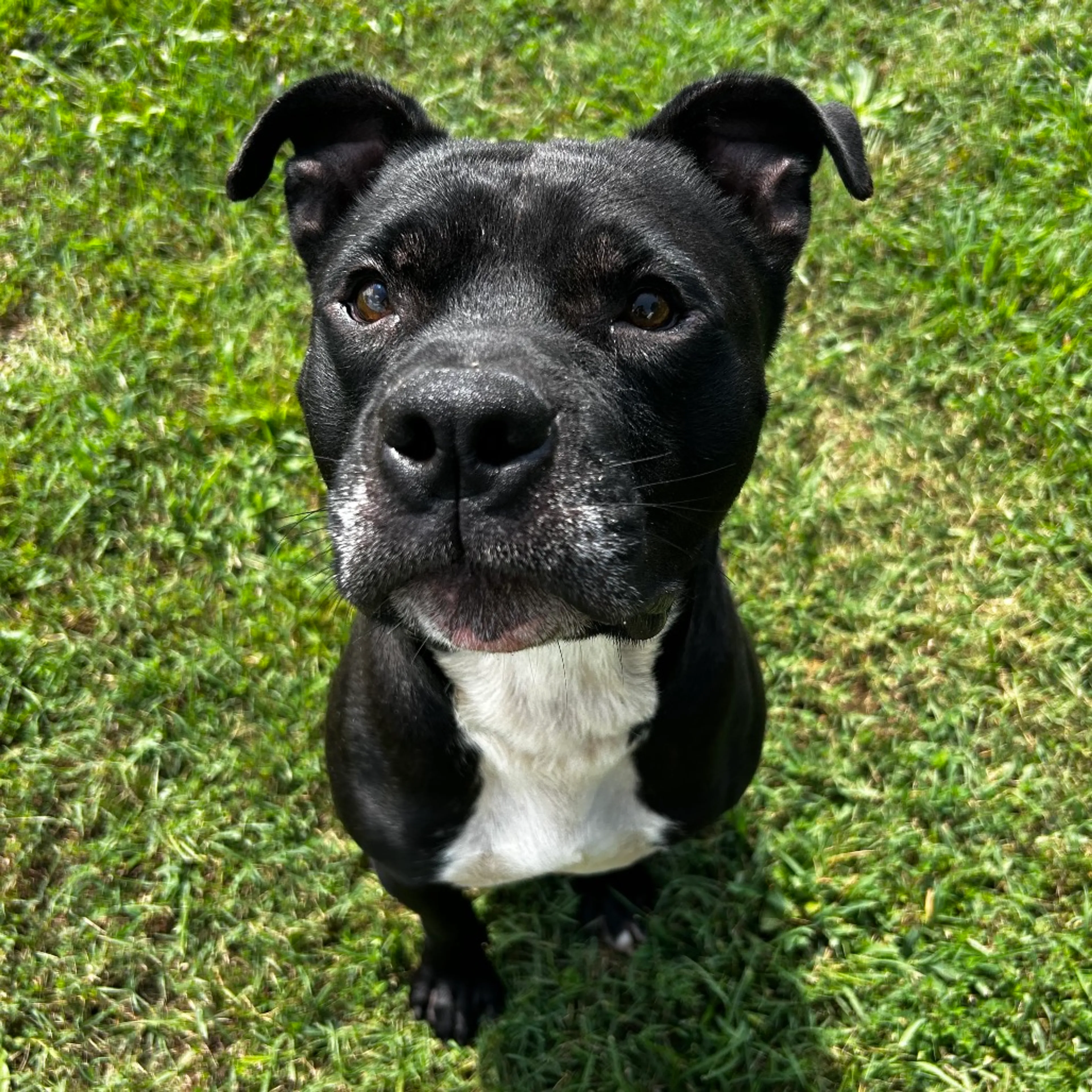 Found pet-14