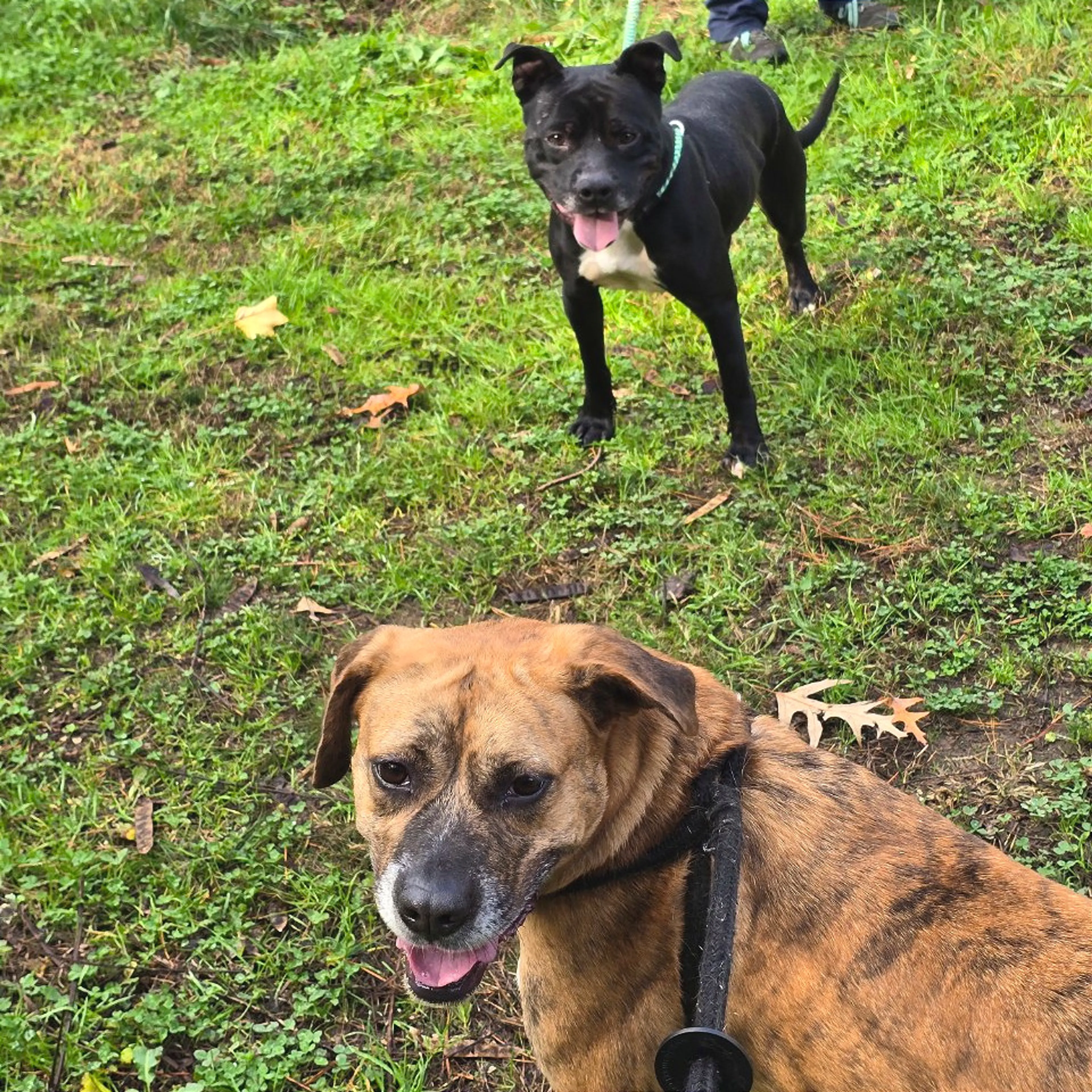 Found pet-6