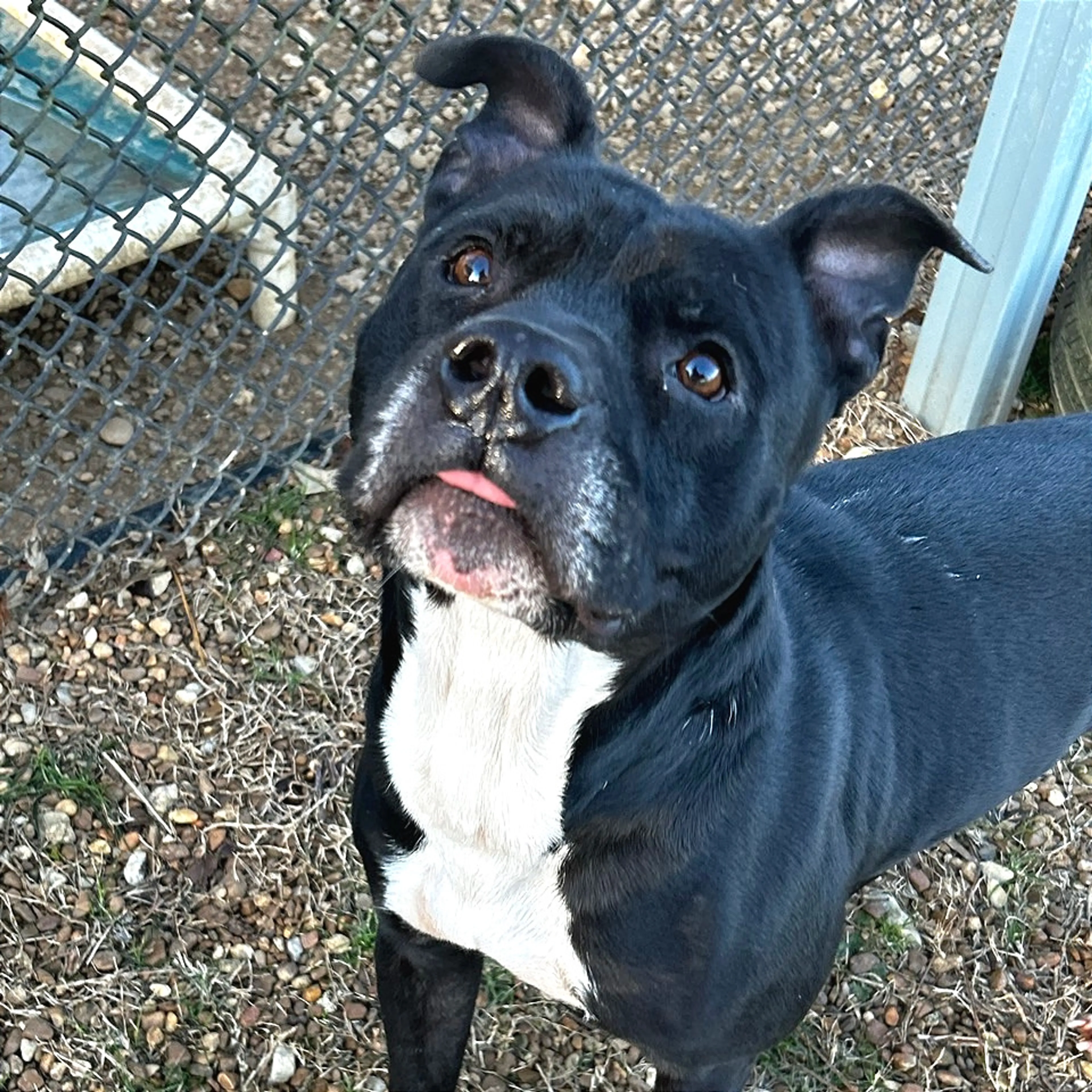 Found pet-9