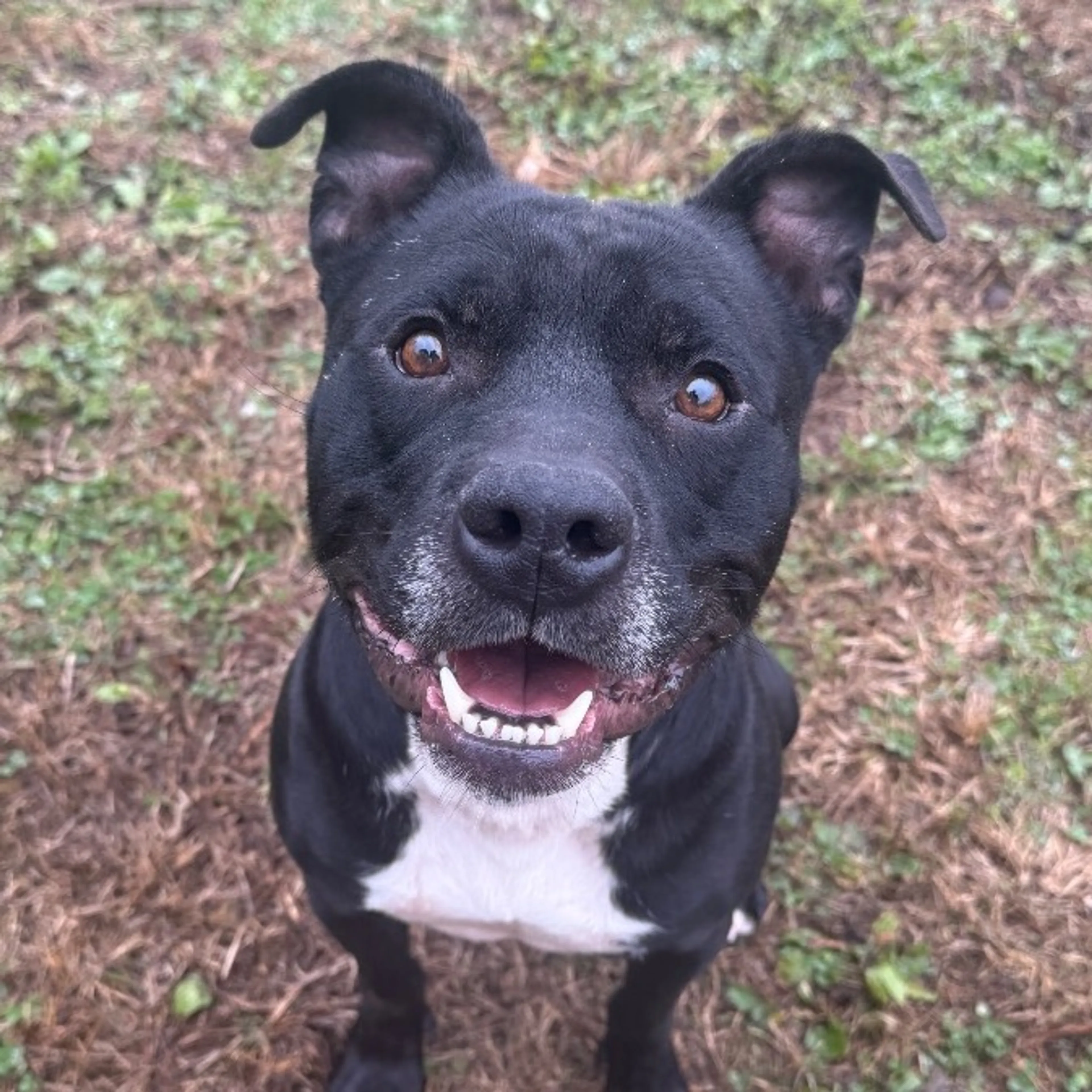 Found pet-19