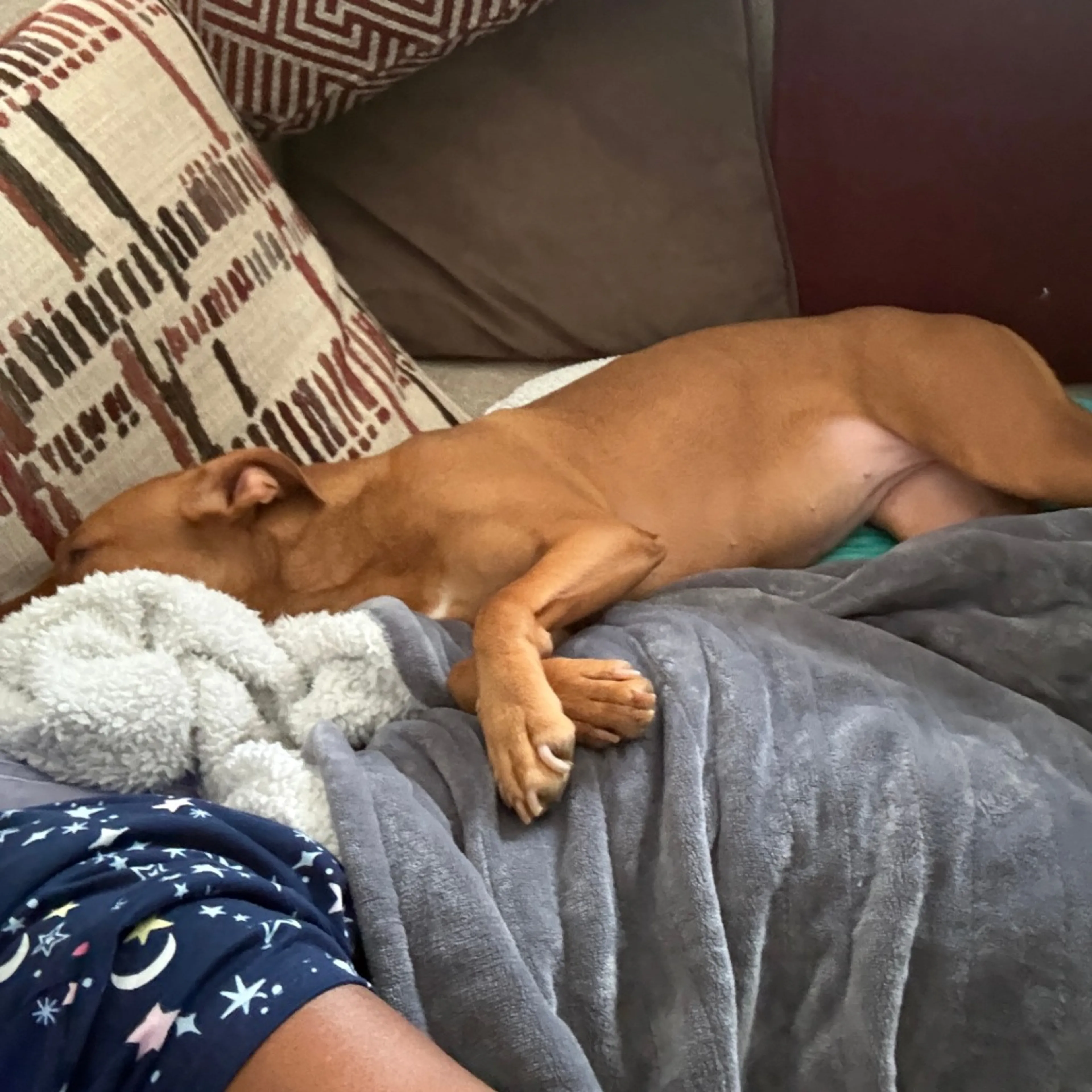 Found pet-19
