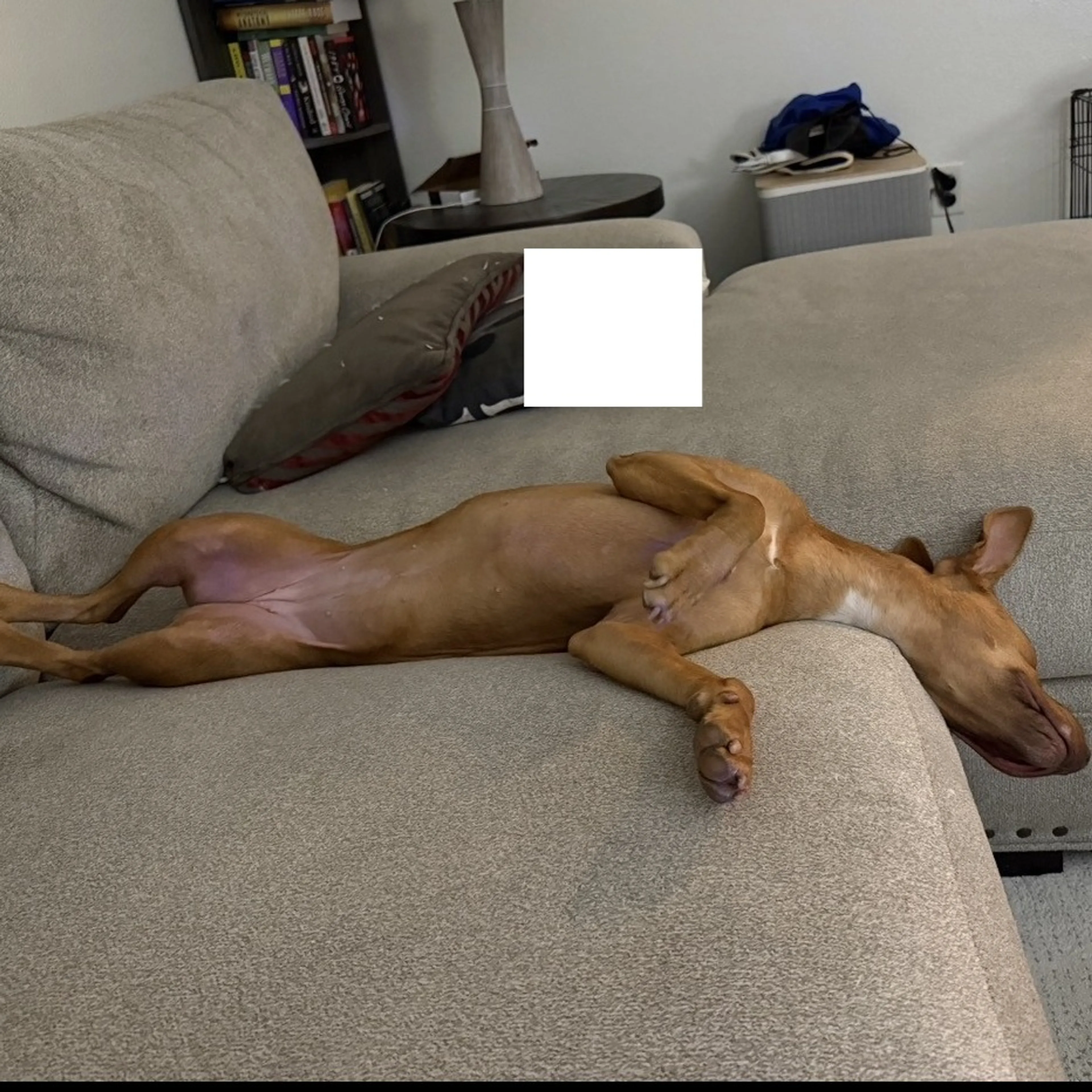 Found pet-24