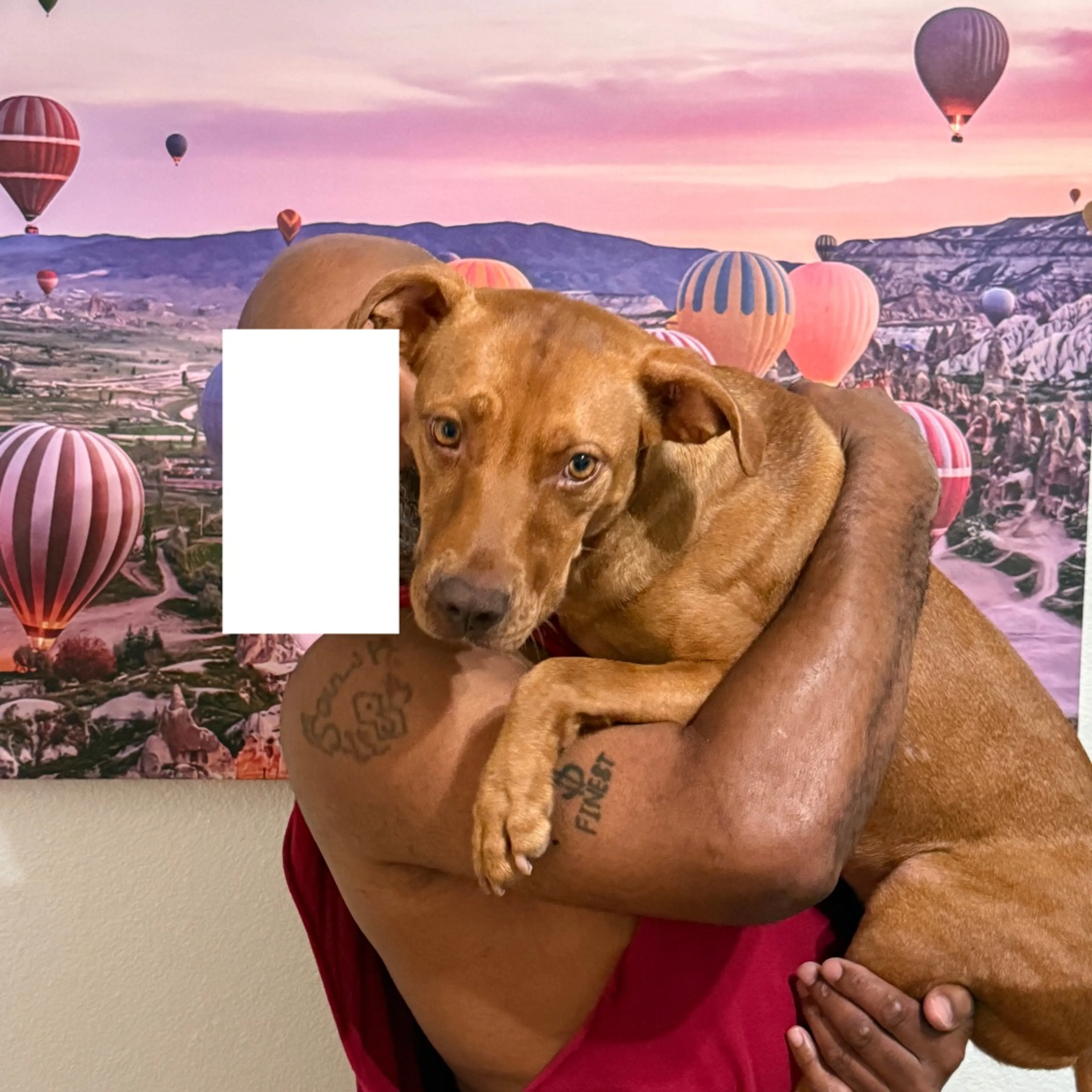 cdn image