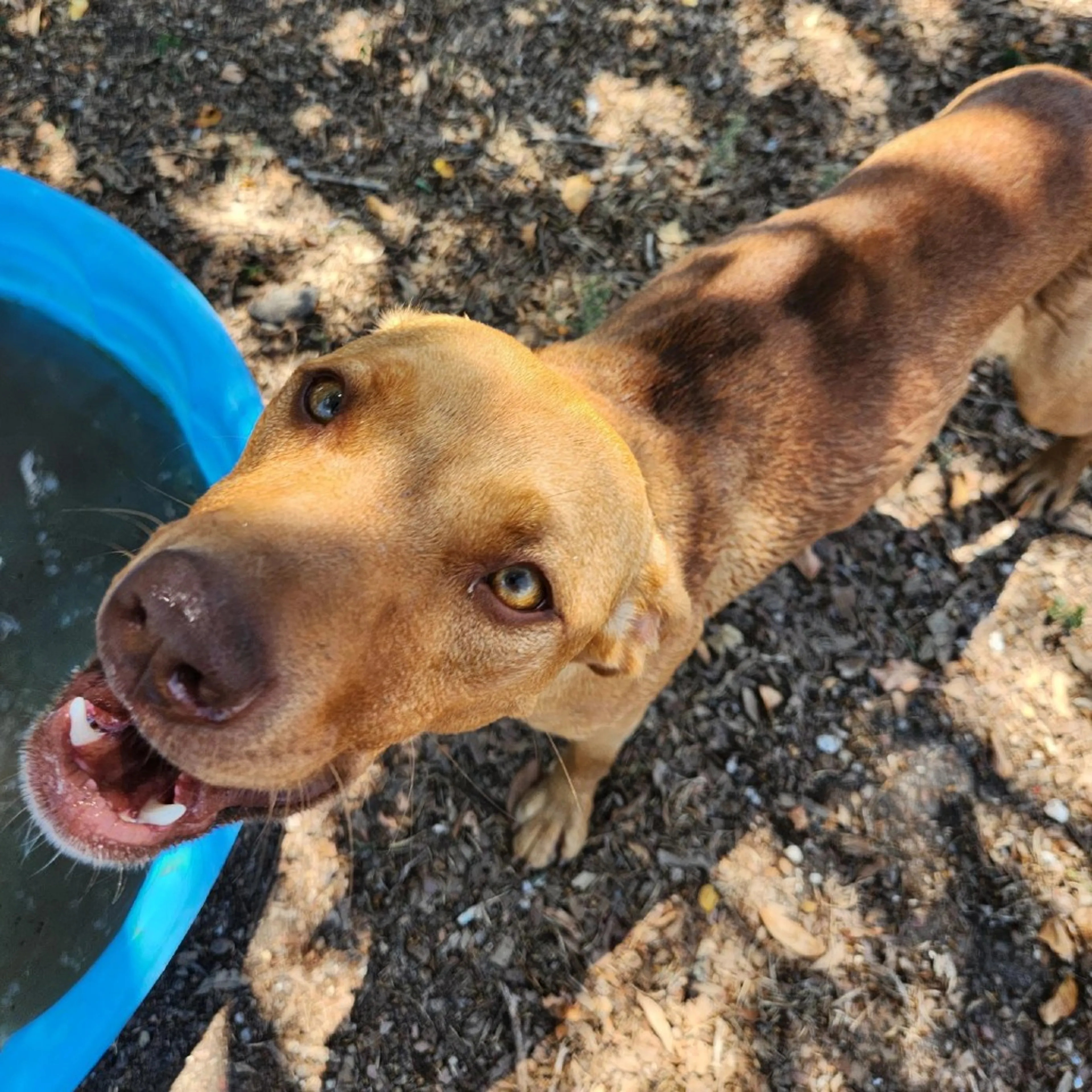 Found pet-5
