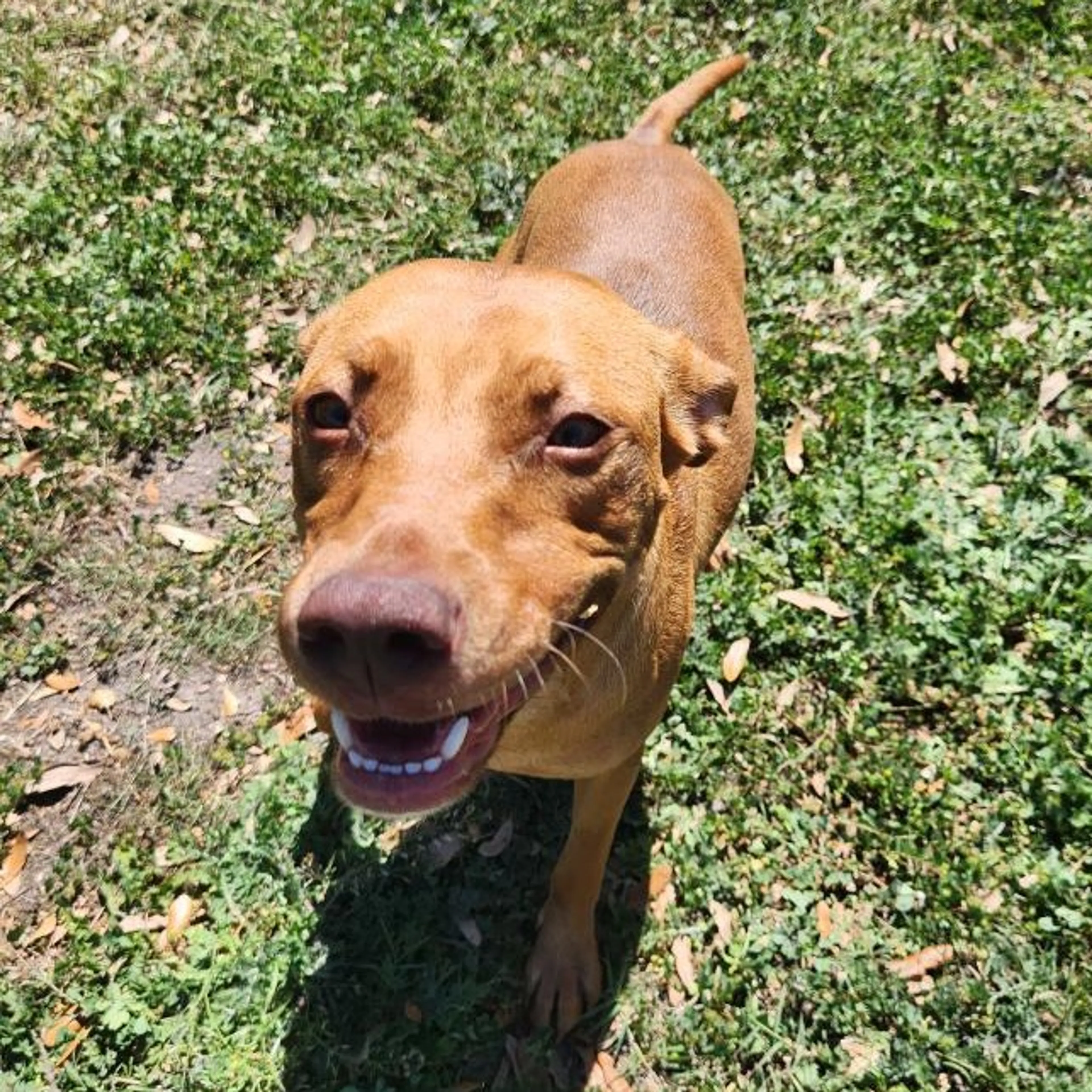 Found pet-33