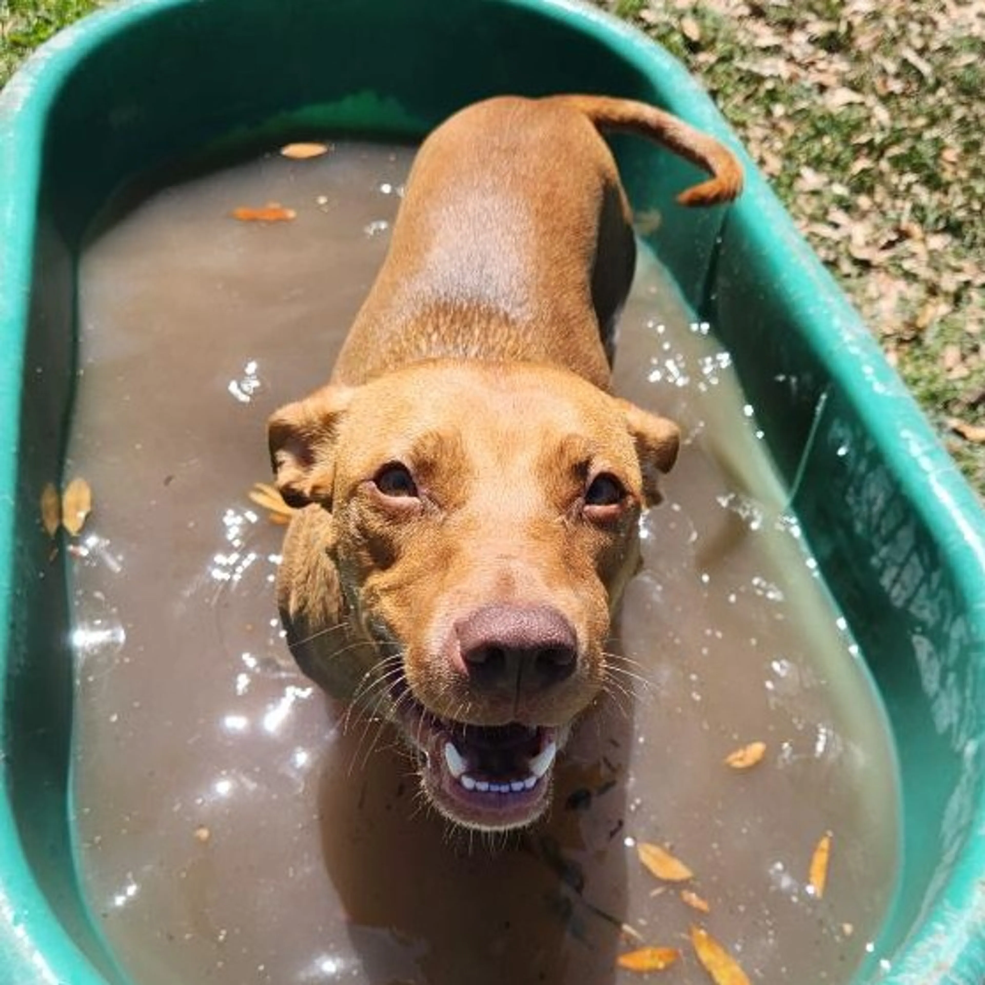 Found pet-31